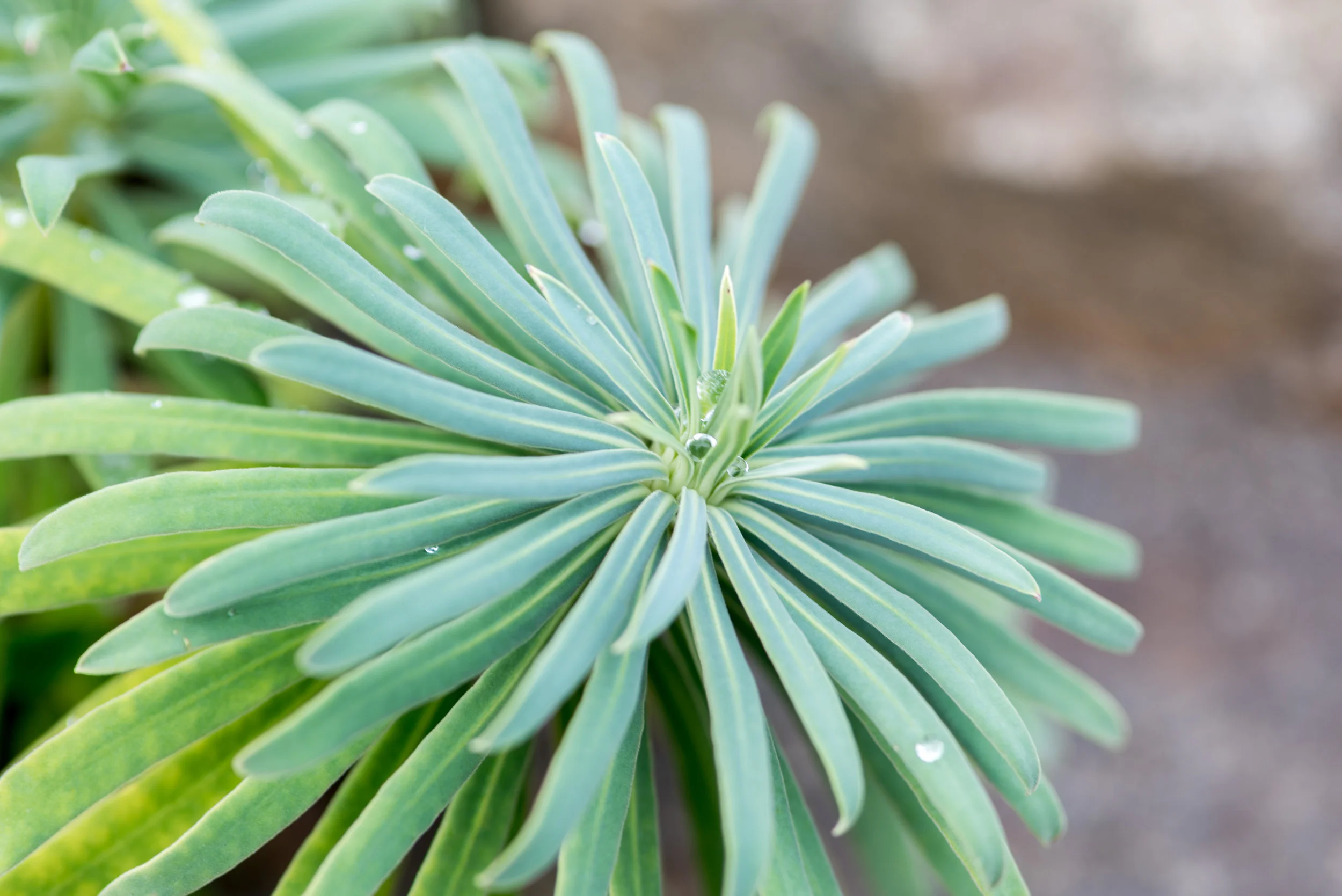 plantstwo-3.jpg