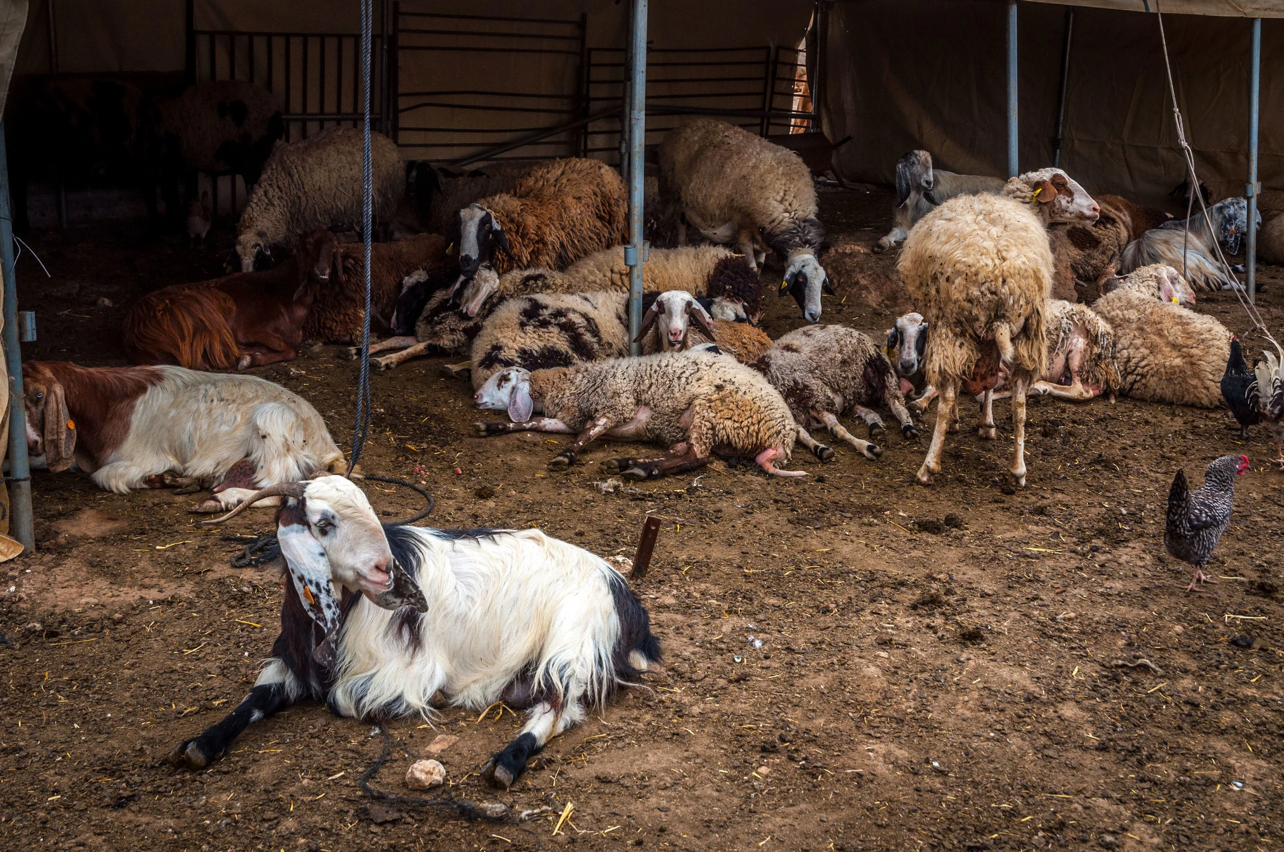 Goats being goats.