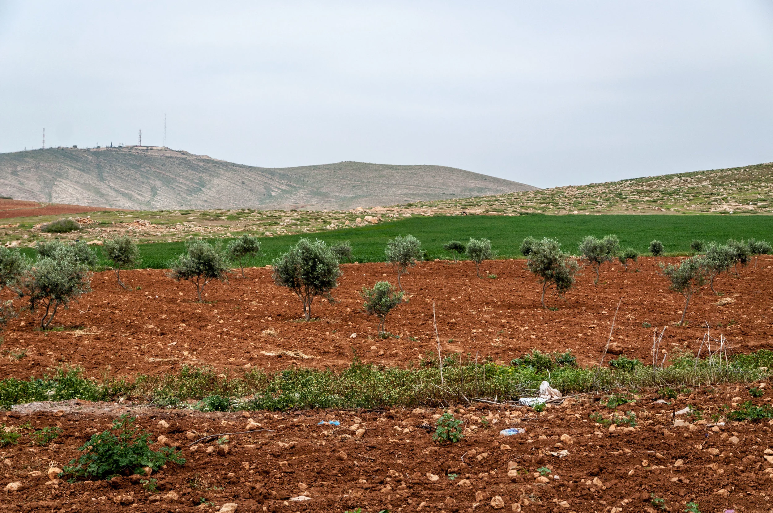 People also planted olive trees for the purpose of establishing property rights. Another gamble that may or may not pay off.