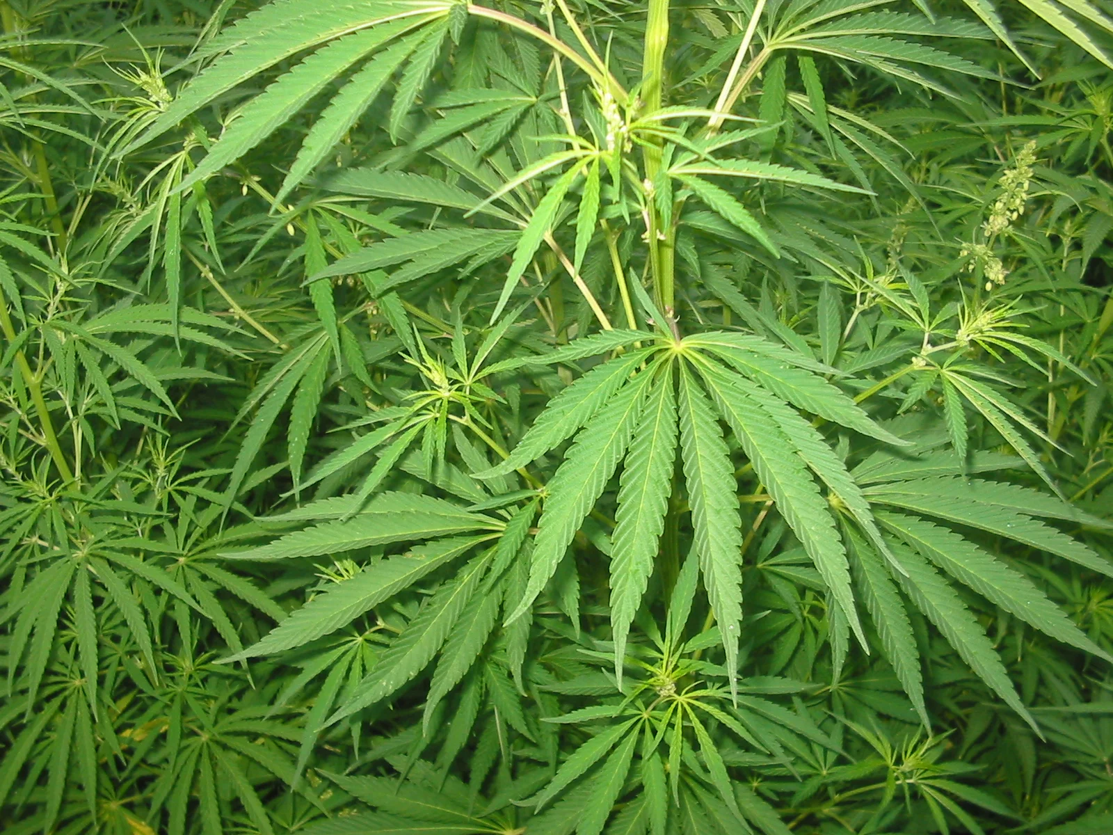 Feb 24, 2017: Restlessness on the Right | Pot Shot | L.A. Lawless