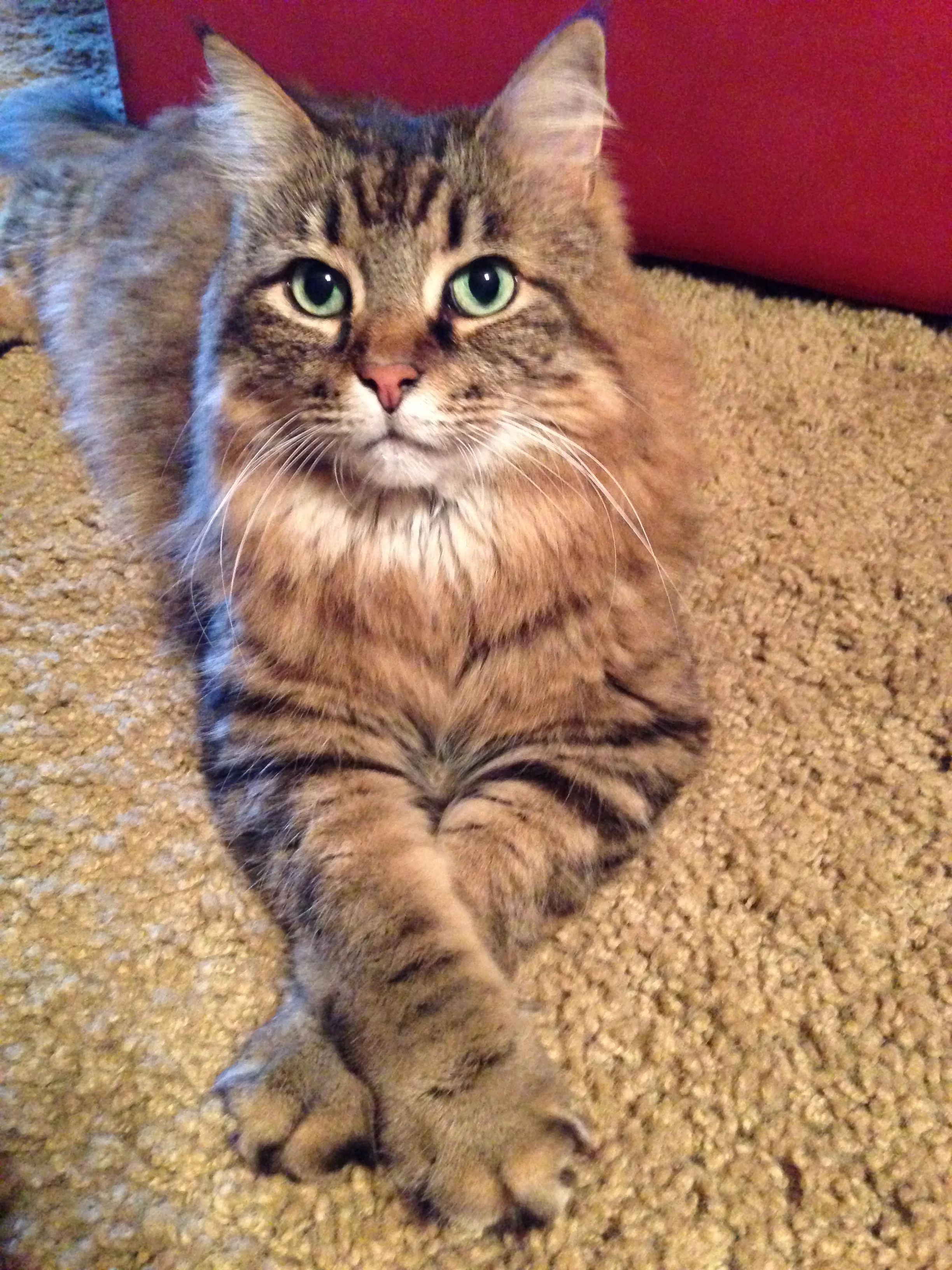 Kitty Litter, Kardashians and the Absurdity of it All