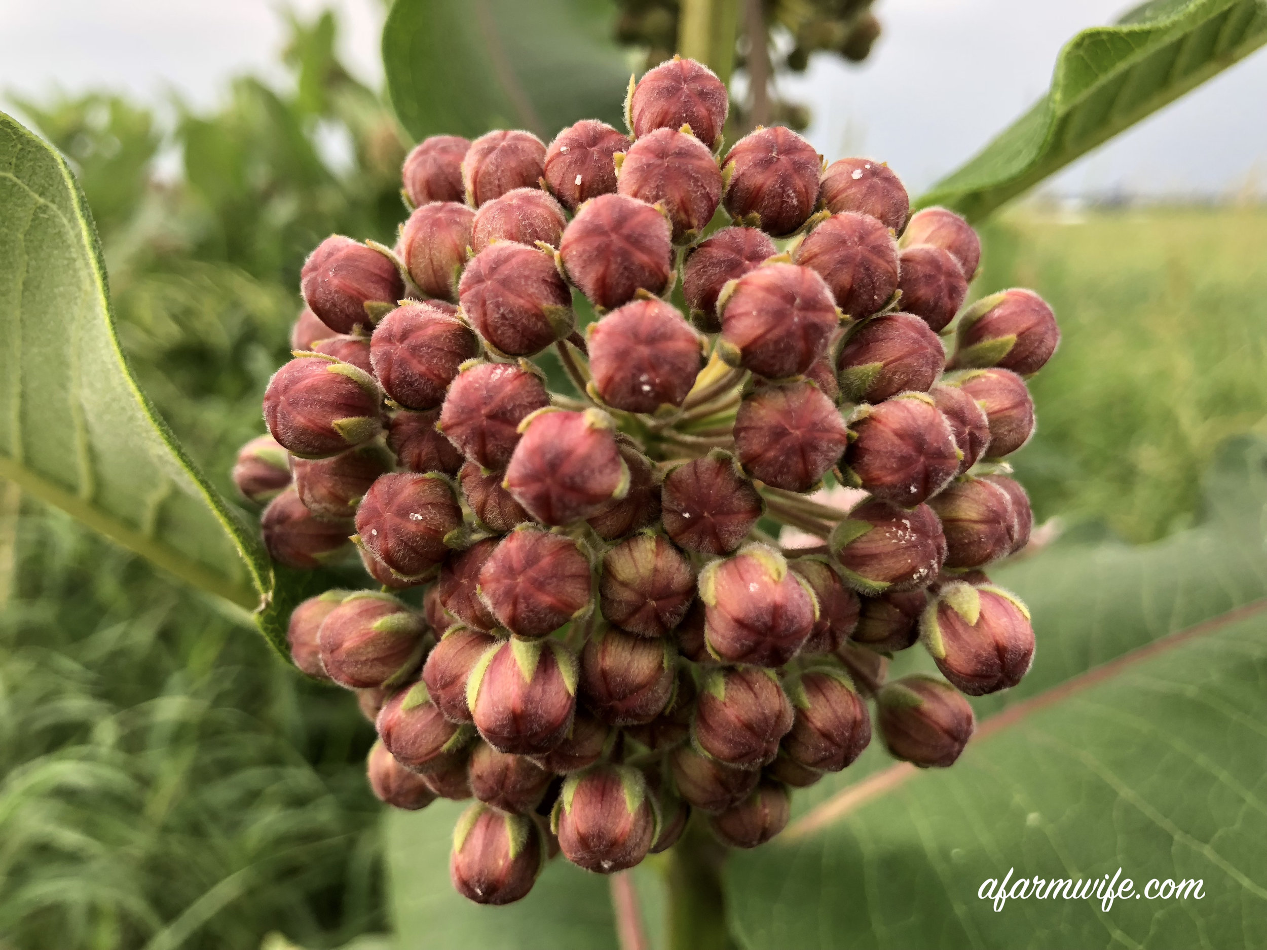 milkweed.jpg