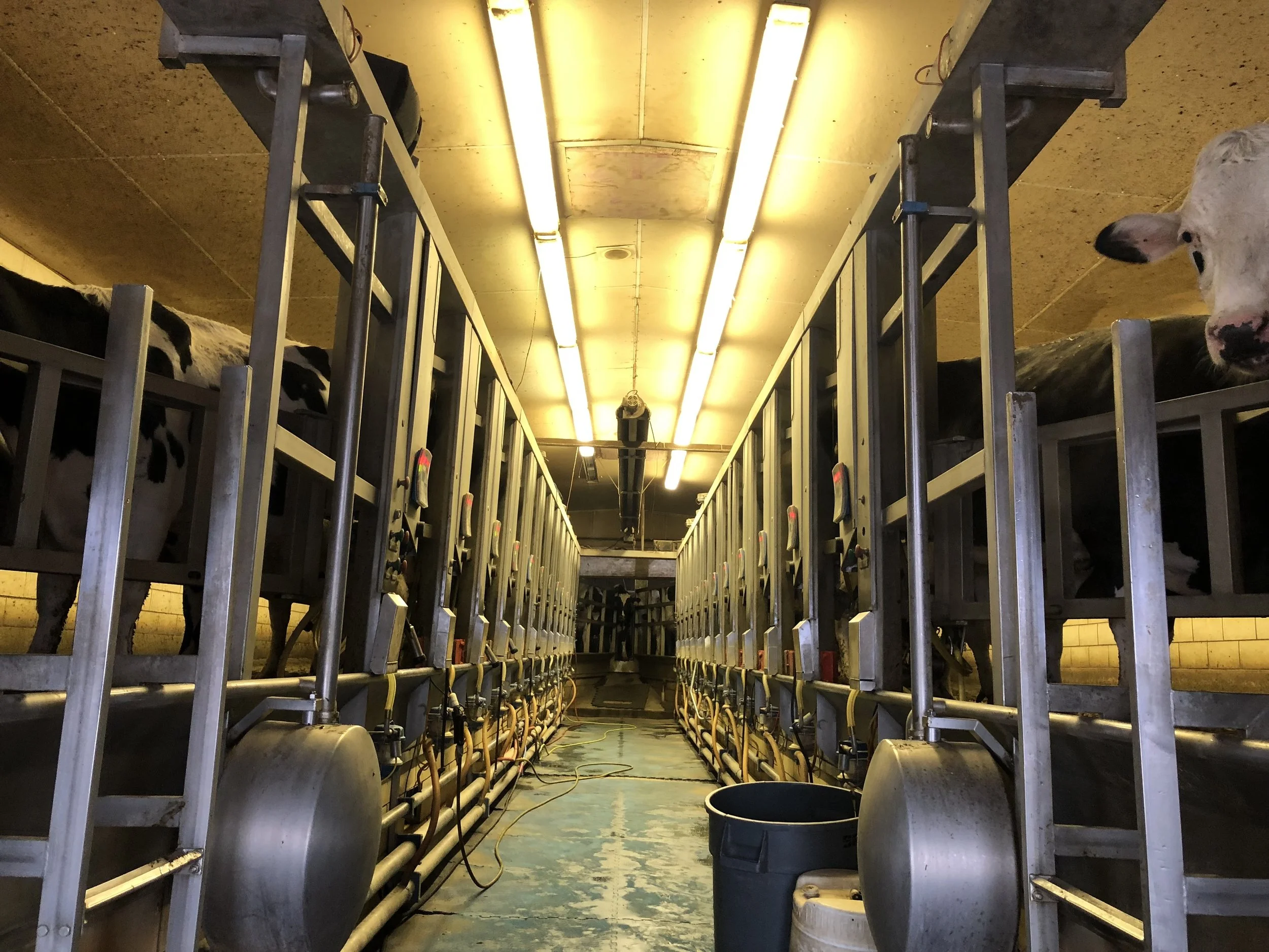 The cows they are a milking.