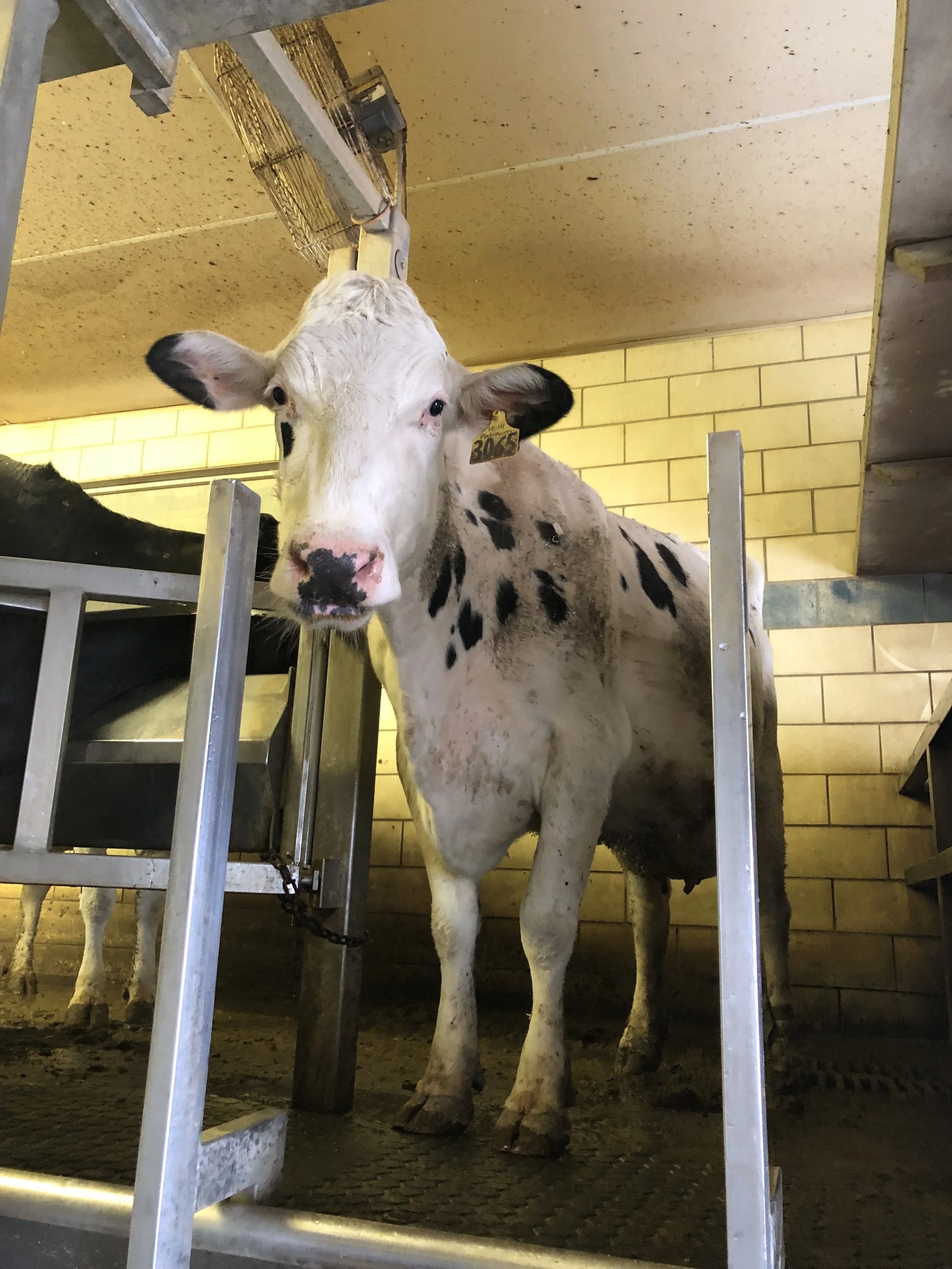 This one is just hanging out after she was milked.