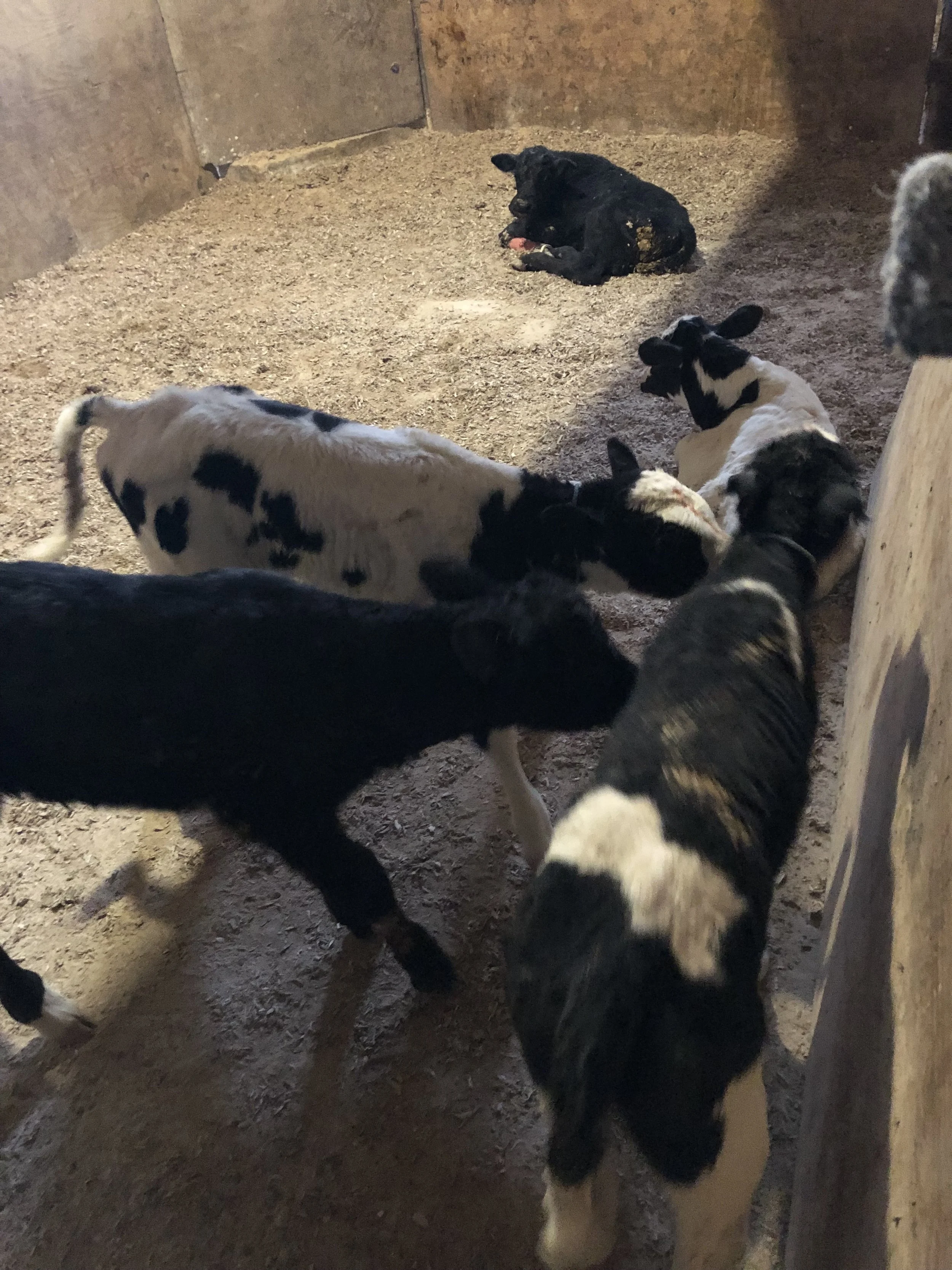 Some newbies this morning.