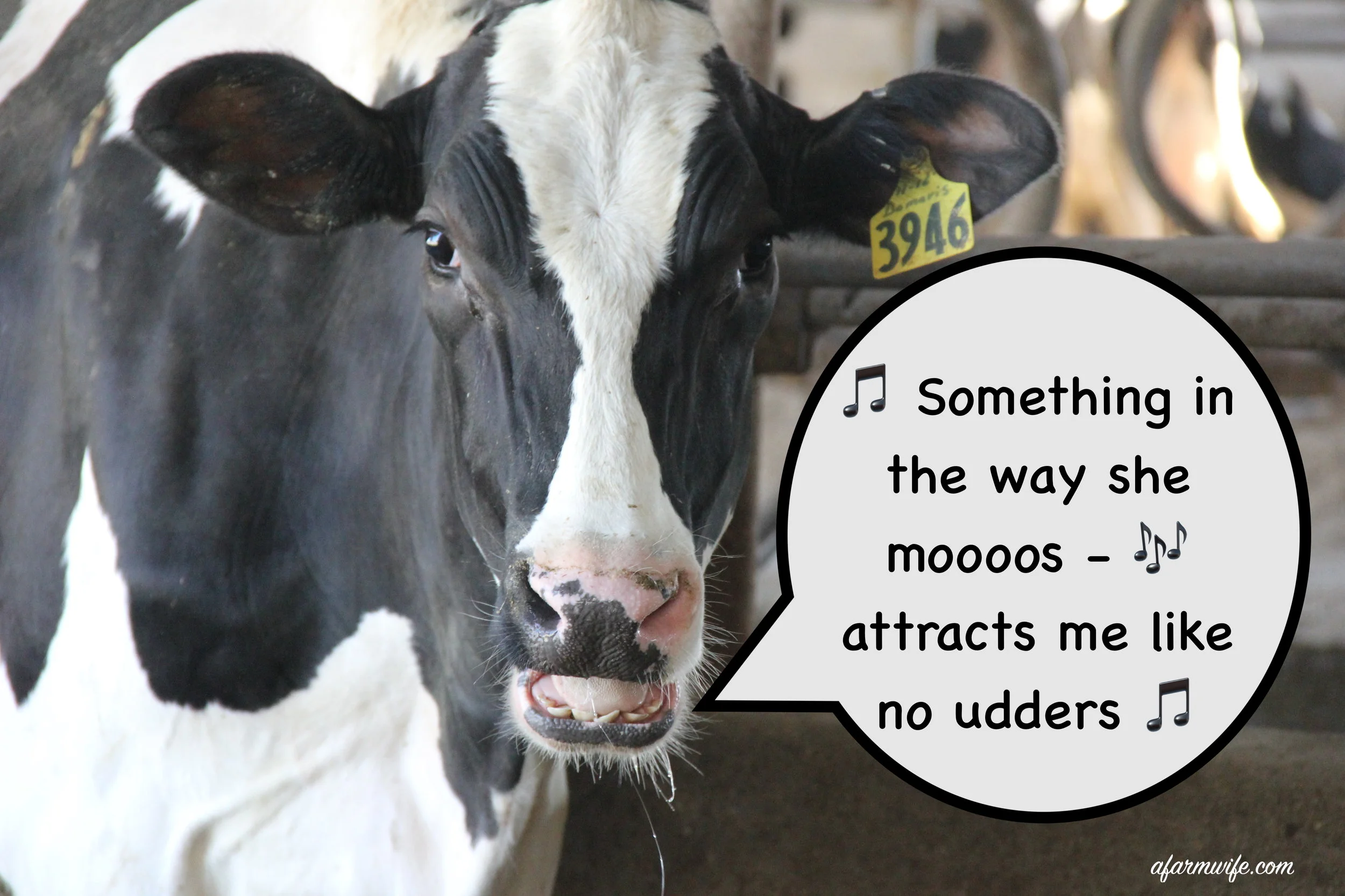 something in the way she moos.jpg
