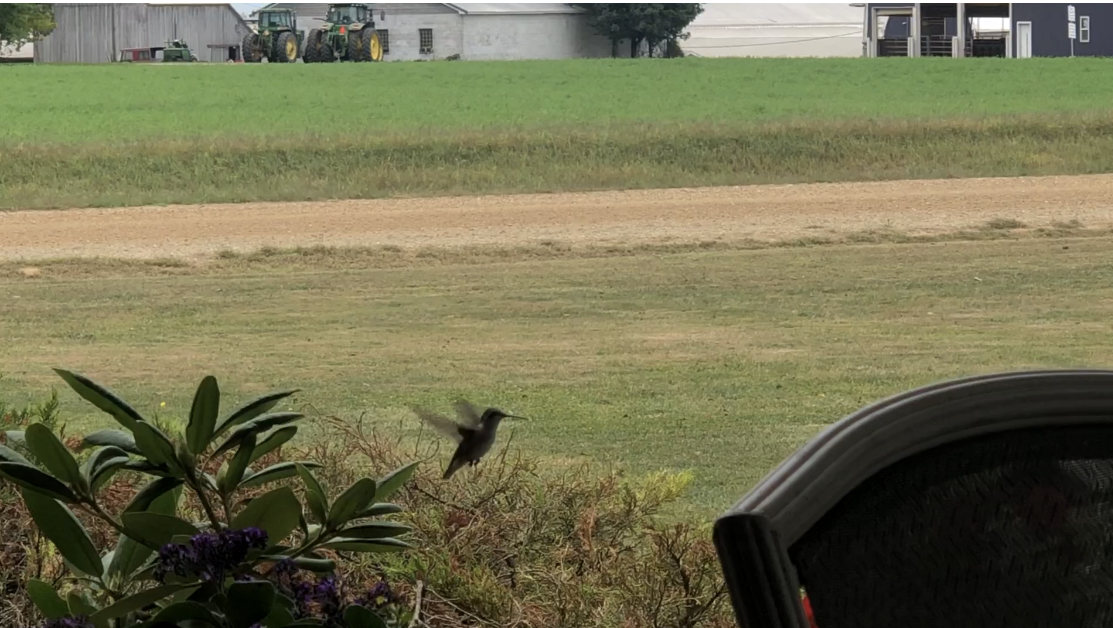 One of the humming birds that nest nearby.
