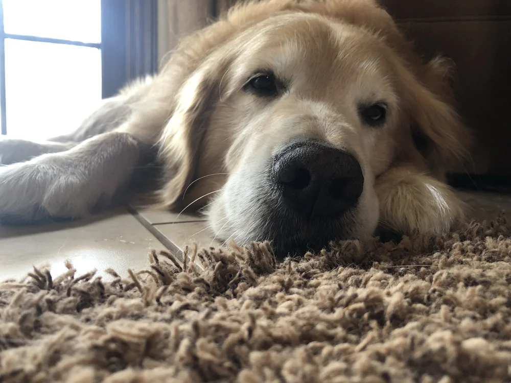 A Week Without Zeus