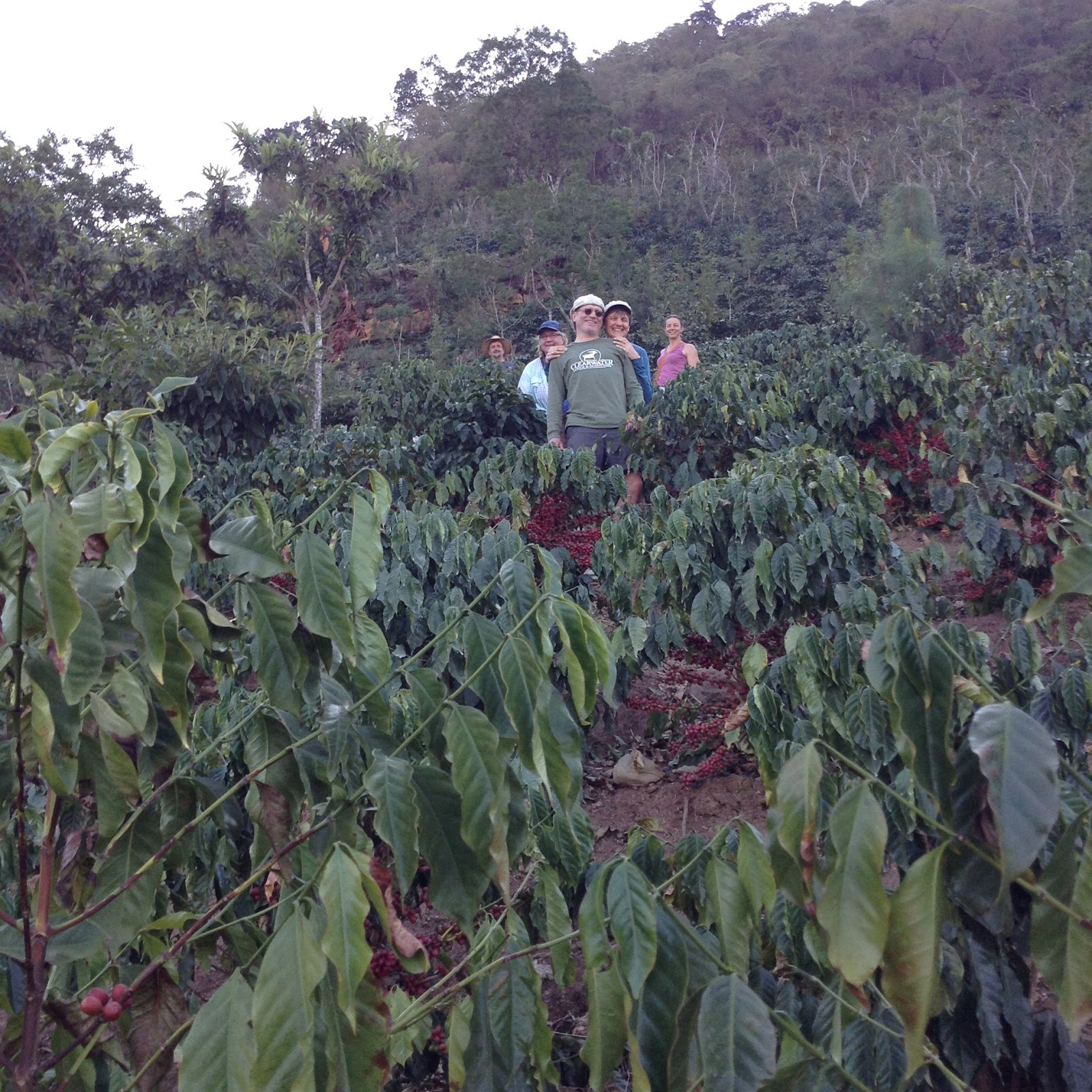 Hiking in the coffee fields, Brenda, Bob, Donna, Sue.