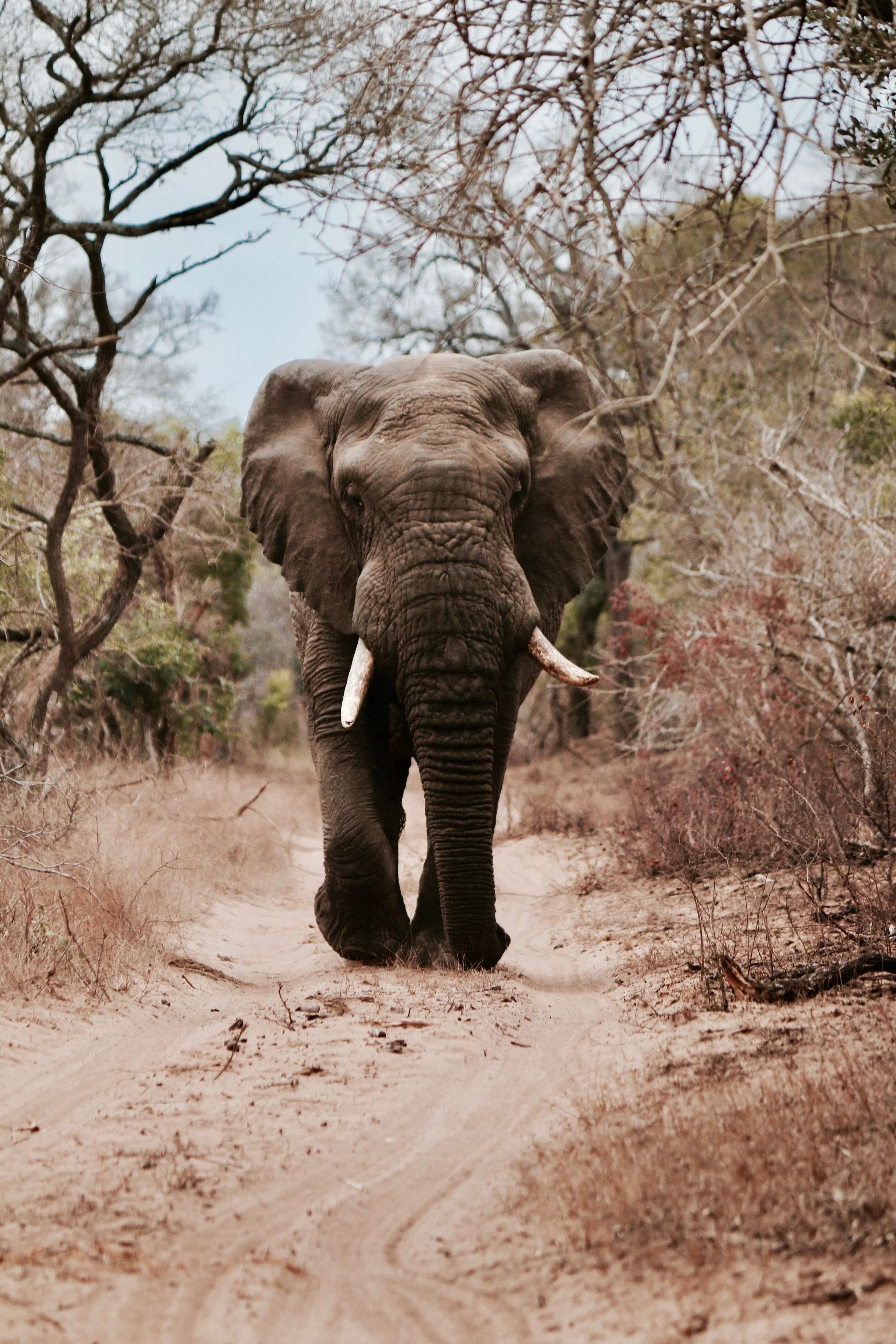 Social Media Social media platforms like Facebook, Instagram, and WeChat have become the most prolific marketplaces for illegal wildlife products. CINTOC investigators infiltrated Facebook private groups that were openly buying and selling parts of endangered species like ivory and rhino horn. Learn more by clicking the photo.