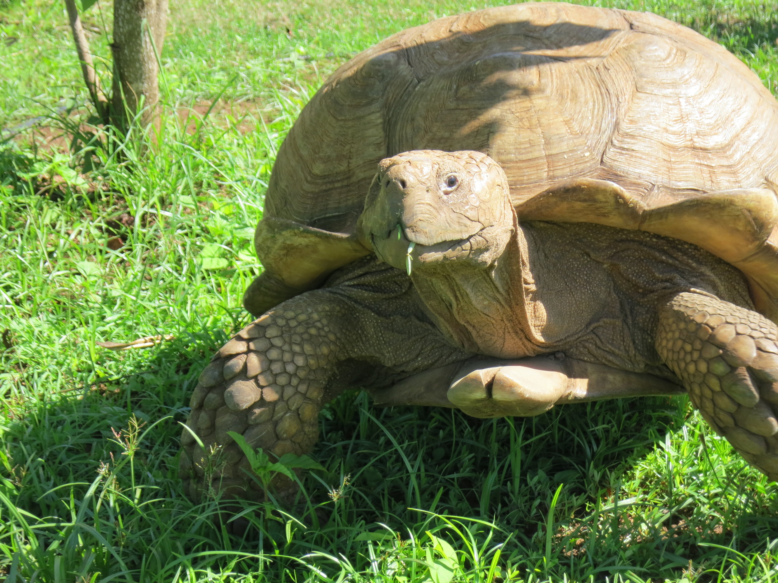 Mahauleupu Tortoise