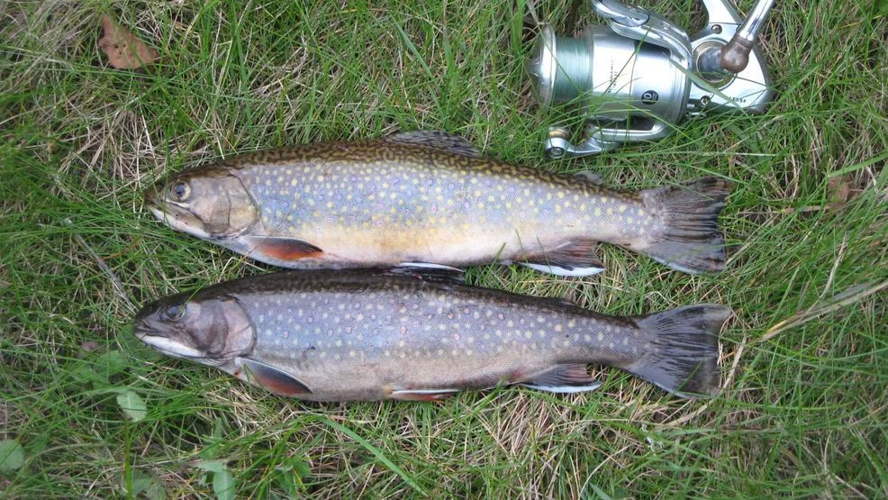 Upper Peninsula Brookies