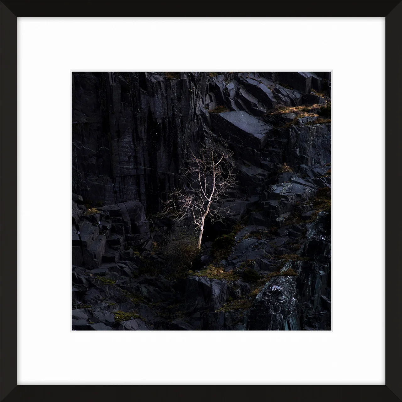 Holland_LittleDinorwicTree_square_blackframe.jpg