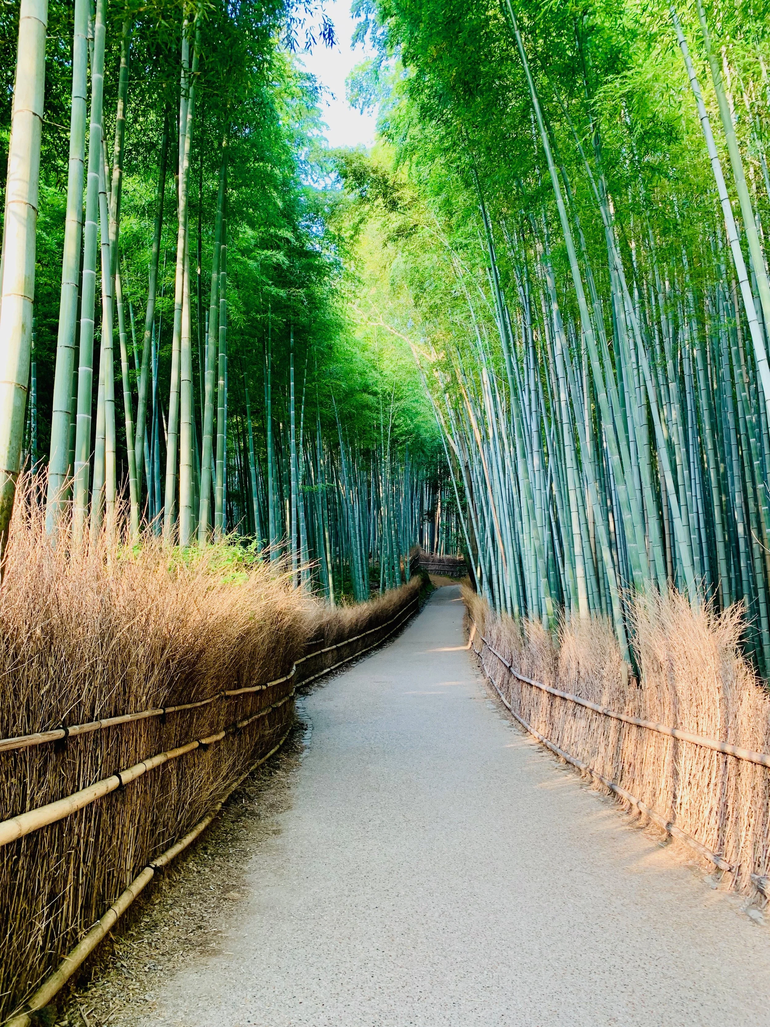 Arashiyama Bamboo Forest, Kyoto, Japan 2019