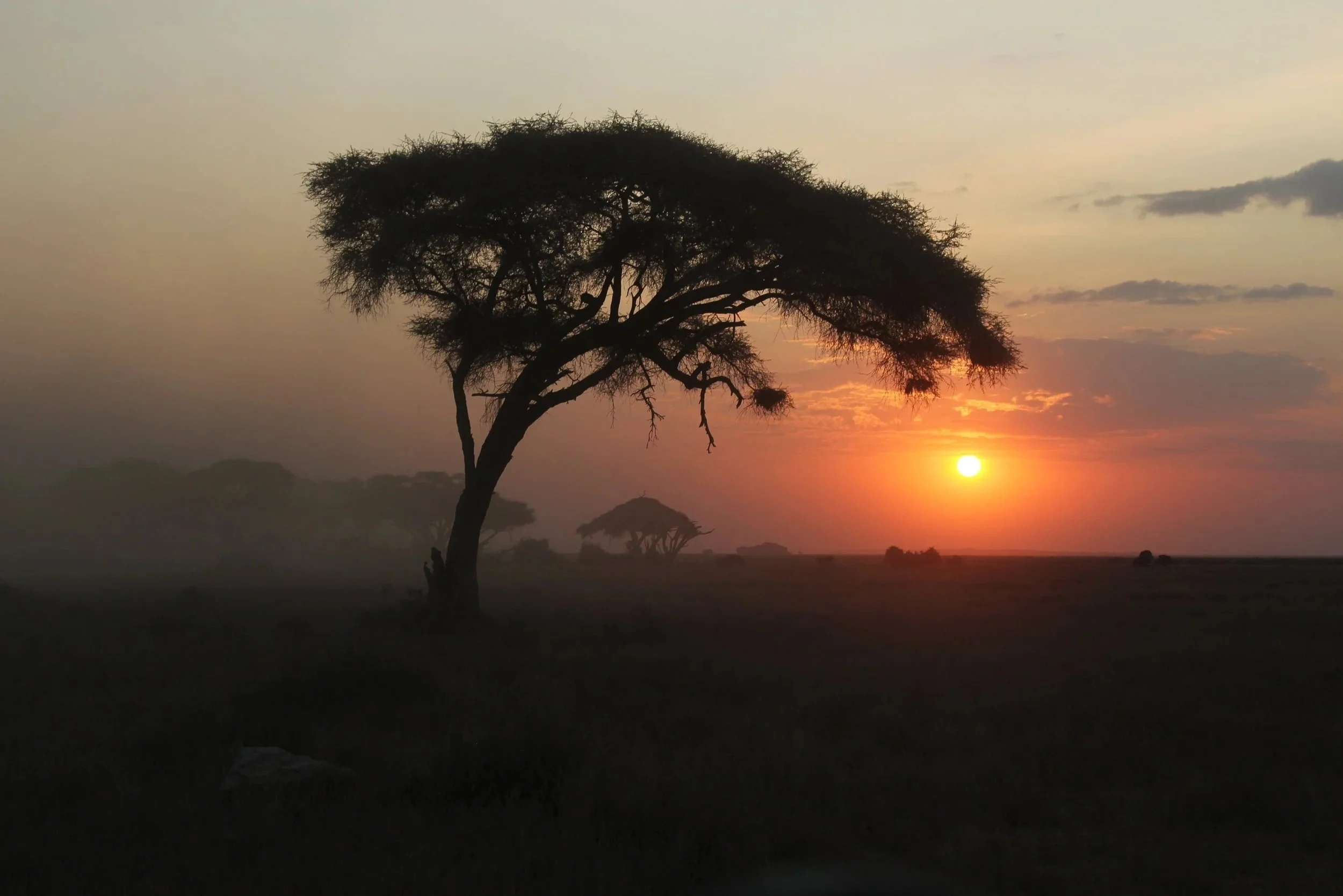 Ambolseli National Park, Kenya, 2025
