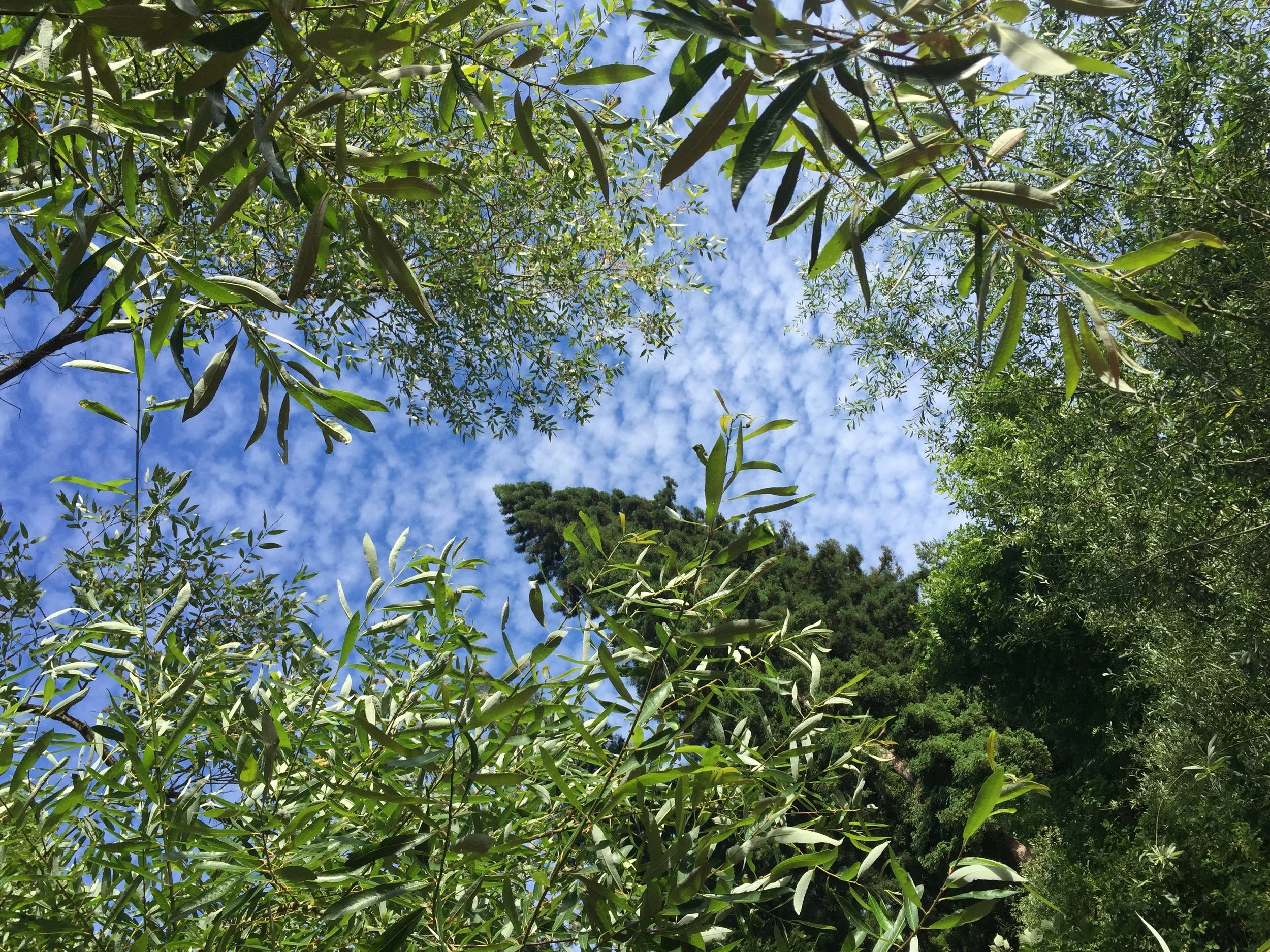 image: Russian River, California. The view from my hammock.