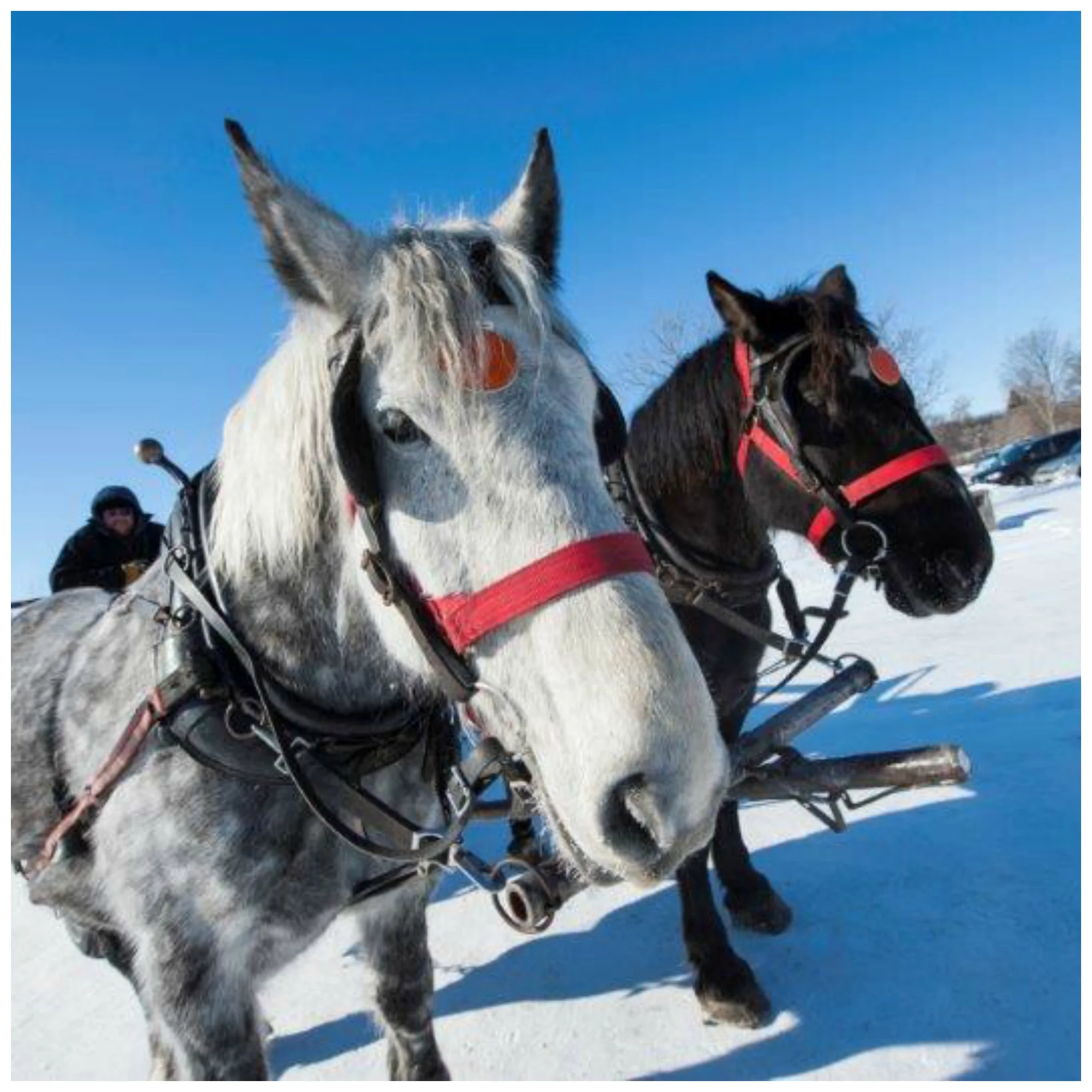 Winter Wagon Rides, December 31st from 3 - 7 pm.