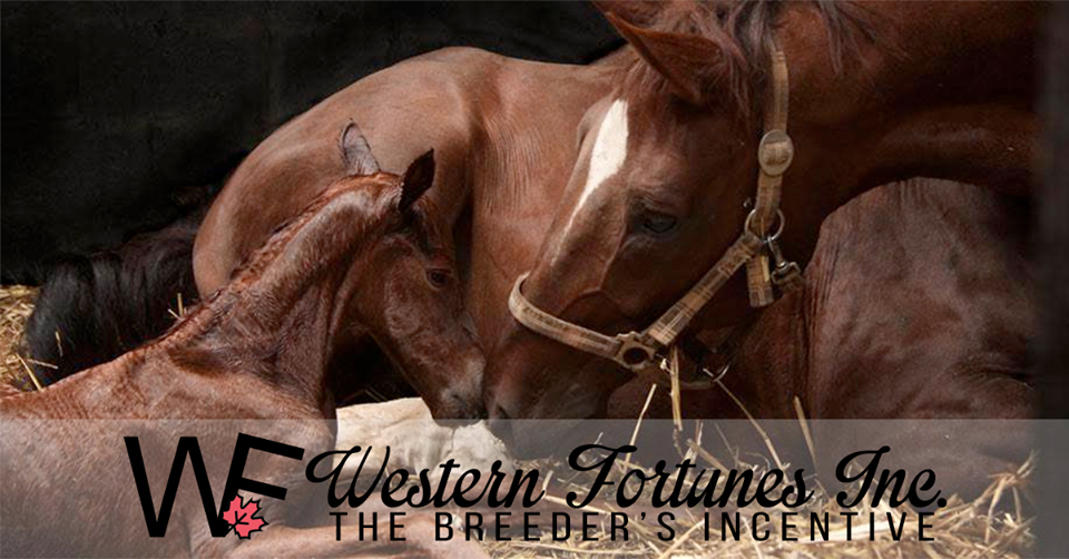 SASKATCHEWAN BARREL RACING ASSOCIATION FINALS 2019 at the Golden Mile Arena/Moose Jaw Exhibition Co Ltd, Moose Jaw, Saskatchewan Canada - August 13-16, 2019. $20,000.00 added from Western Fortunes. $10,000.00 added to the first long go-round and $10,000.00 added to the second long go-round. Will combine the results of the Open and Youth groups in the Incentive payout provided that they are run on the same barrel markers. OFFSPRING must be ENROLLED for a ONE-TIME FEE 10 working days prior to the start of the event (July 29, 2019) to be ELIGIBLE. Western Fortunes starts the PAYOUTS and SUBSEQUENT PLACINGS with ONLY the ENROLLED WF OFFSPRING. If a Western Fortunes enrolled offspring is RIDDEN by MORE than one competitor, the offspring will be paid on the FASTEST TIME ONLY. https://westernfortunes.com/events/