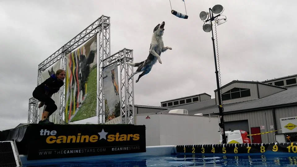The Canine Stars Stunt Dog Show will be performing in Moose Jaw, SK at the Moose Jaw Exhibition! 3 days of shows from 06/21/2019 to 06/23/2019, it's going to be some amazing stunt dog shows! Featuring extreme stunt dogs performing Frisbee Freestyle Disc, Agility racing, Freestyle Dance Tricks, High Jumping, and Dock Diving Dogs. Every year The Canine Stars save dogs from shelters, rescue groups or off the streets, but we make the biggest impact by inspiring others to rescue, too. Our aim is to inspire and educate youth...with compassion for the underdog, we demonstrate that teamwork makes the impossible possible. Please check the Moose Jaw Exhibition website: www.moosejawex.ca for details on show times. For more information about The Canine Stars Stunt Dog Show, visit our website at www.TheCanineStars.com , or Facebook, Instagram, Twitter @CanineStars, or call Keri at 970-518-4375.