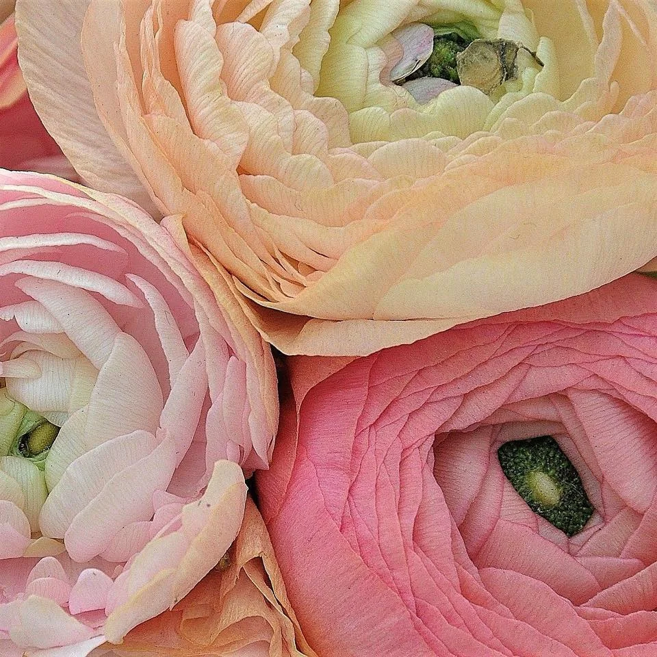 Join us on Sunday, May 12th for Mother's Day at Windmill Greenhouses! Treat a special mom in your life to an afternoon shopping for her garden at the greenhouses. We will be open from 1:00-4:00pm and Travelin' Java will be here serving complimentary beverages for all!