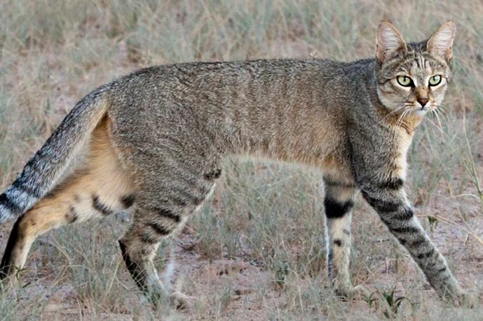 This is the African Wildcat. From what I’ve been reading, this is probably what ancient Egyptian cats looked like. Honestly, it’s probably what ALL cats looked like at that time. But for the sake of differentiating them in my head, I’ve been envisioning just Bahadur (Persian cat) as an African wildcat (i haven’t been able to find ANY descriptions of cats in ancient Persia because than I just pull up “Persian cats,” which probably didn’t develop until like, the 1700s).