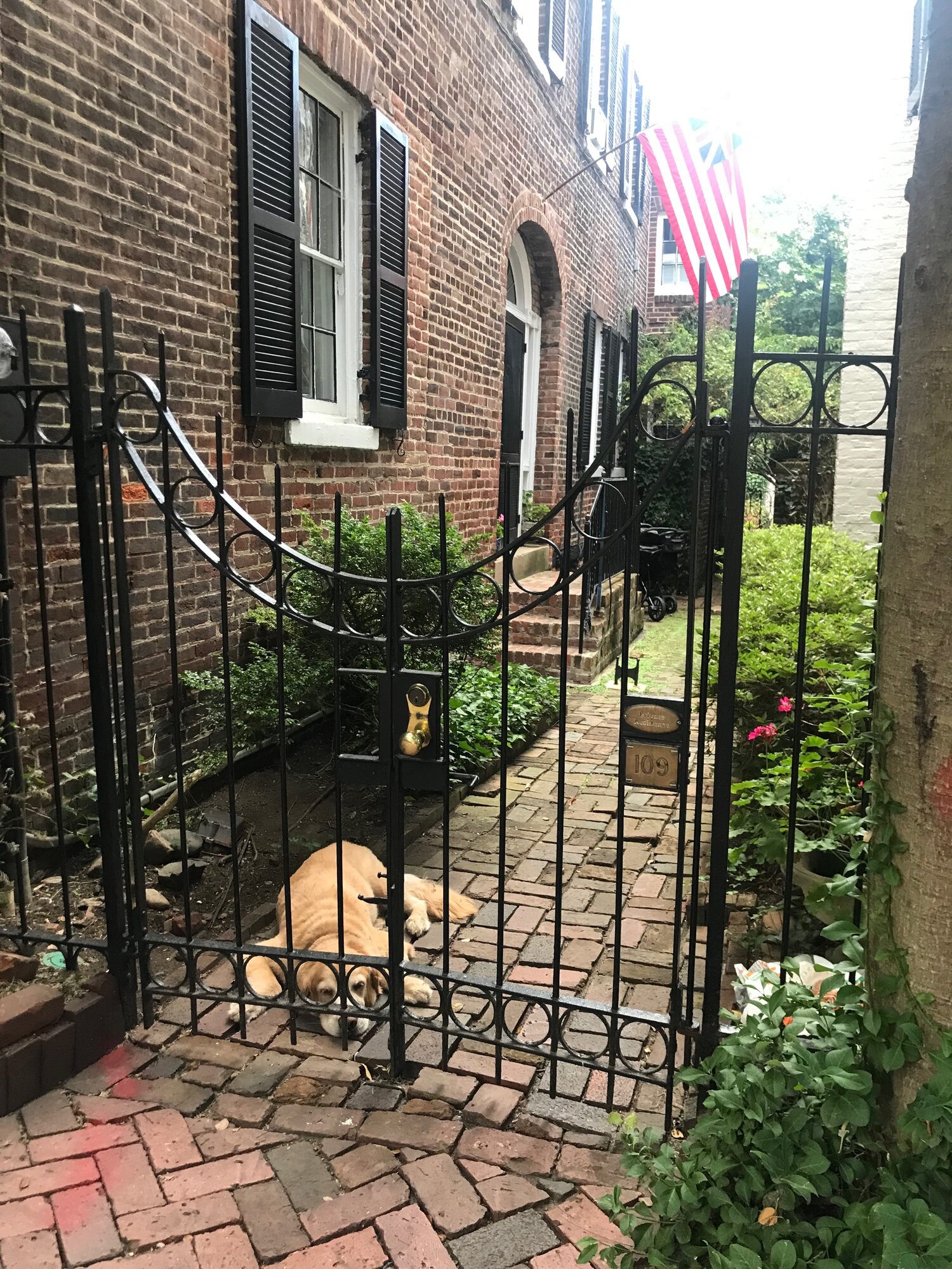 I found this sweet pupper hanging out in Old Town Alexandria near the festival while walking between events one day. <3