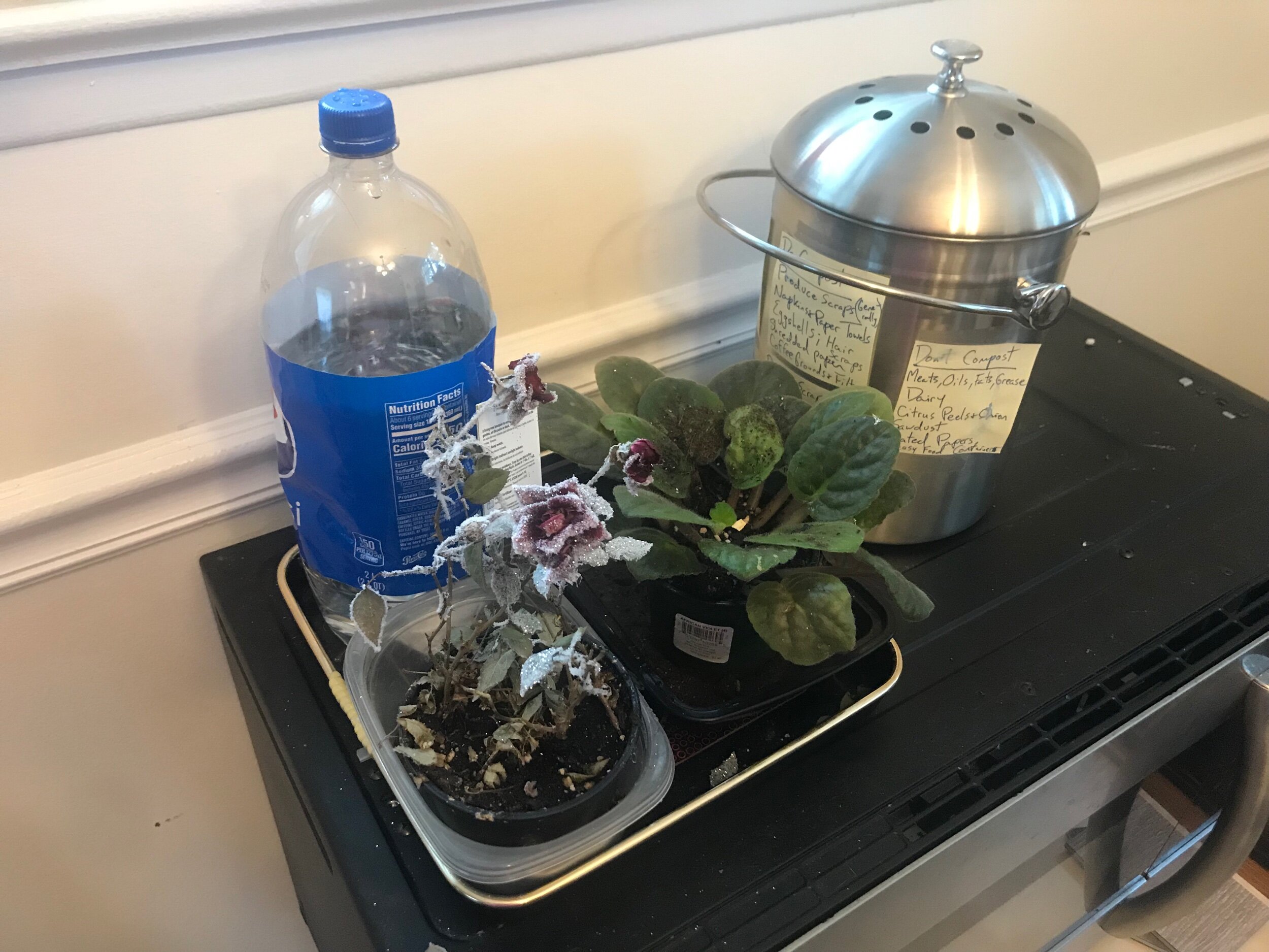 Look! Plants I’ve somehow kept half alive, plus an old soda bottle I now use to water indoor and outdoor plants, and our compost pail!