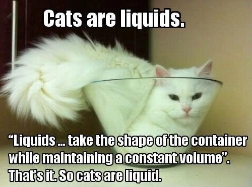 Cats, As Explained In Memes: Why Cats Are Liquid And Have Nine Lives —  Rachael Dickzen