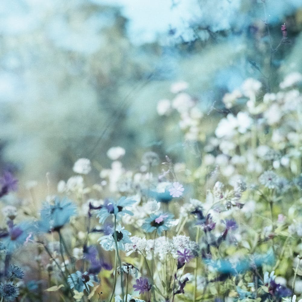 flowers.jpeg