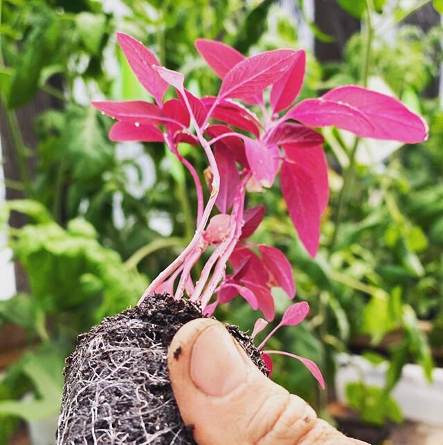 I grow this little beauty for salad greens when it&rsquo;s young and for dyeing later in the summer. Originally grown as a dye plant by the Hopi Nation. I love plants with a history &amp; a story to tell. #naturaldye #heirloomseeds #letsgetgrowing #v