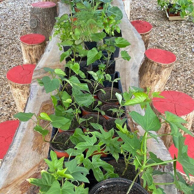 Seedling sale under the timber frame this morning! 8-10AM. Wear your mask, 2 customers at a time. #getyourgardengrowing