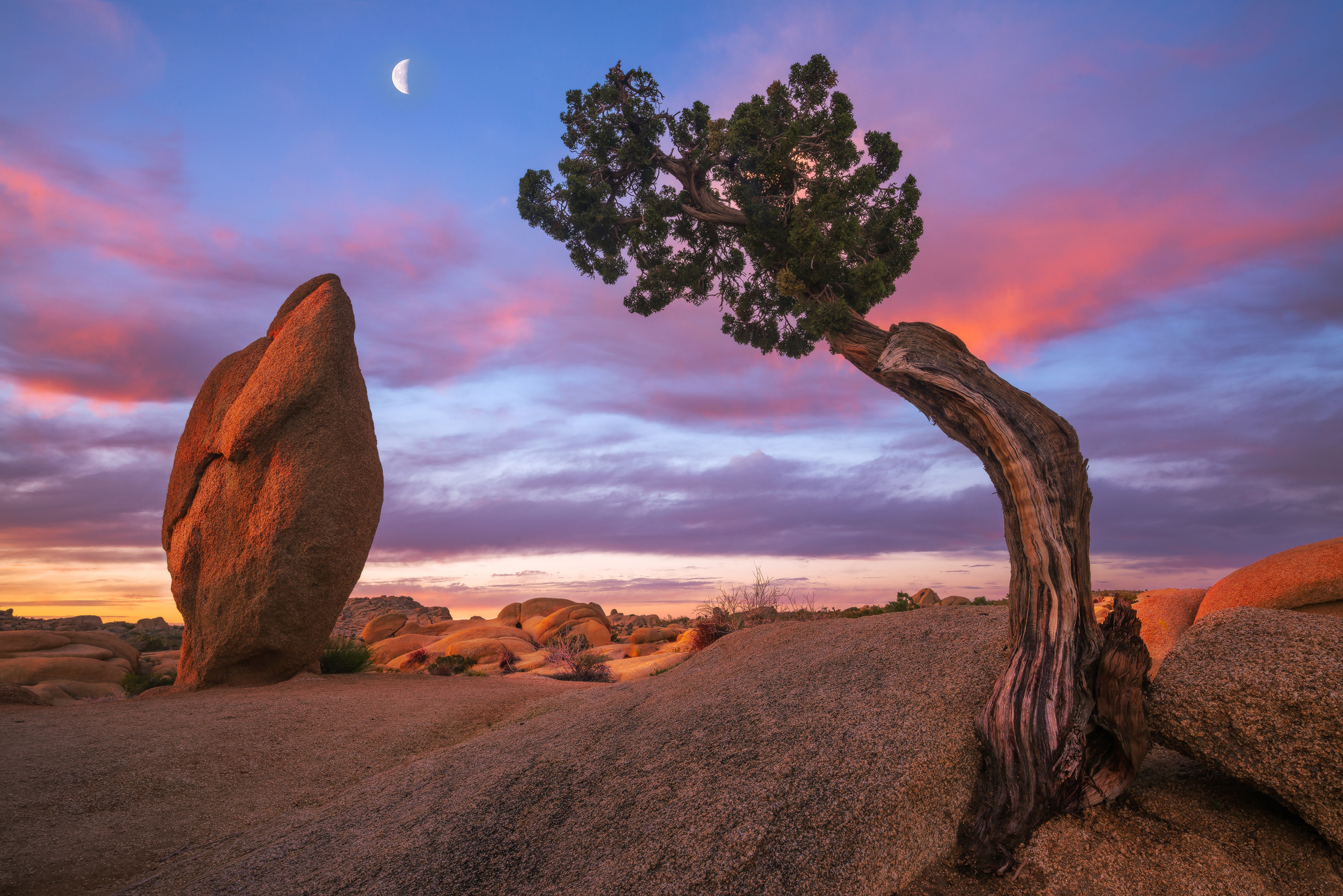 Moon-Tree-4.17.16-2048.jpg