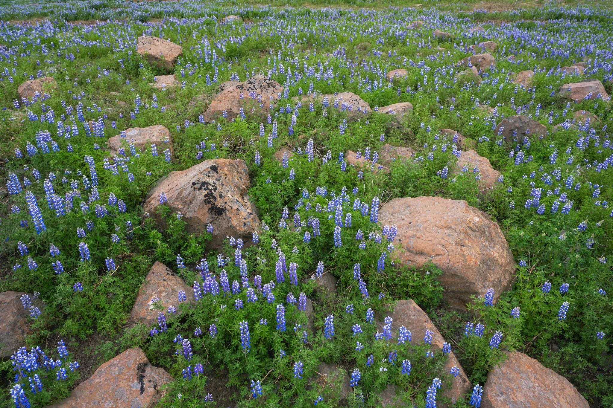 Lupine Fields