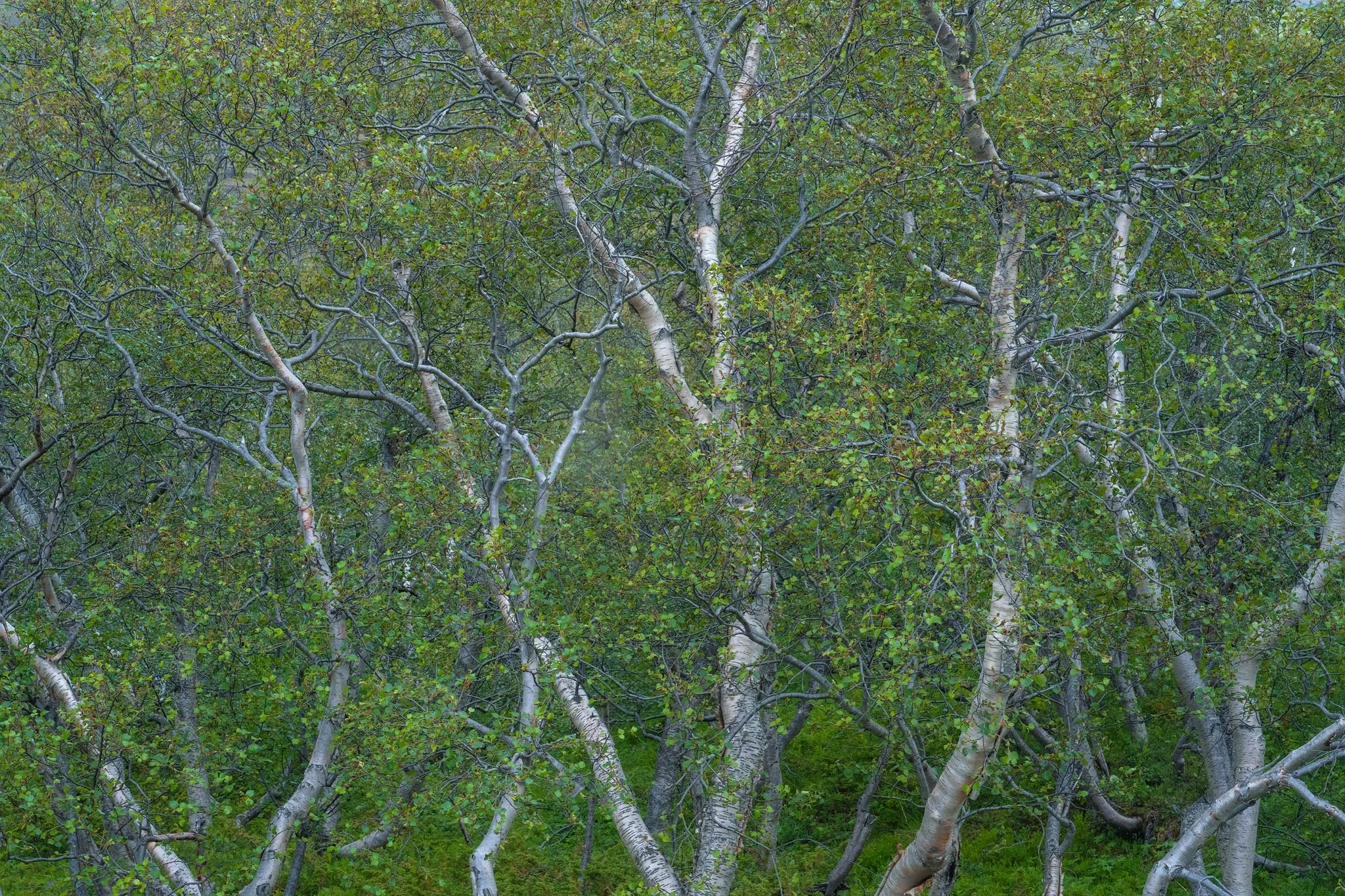 Silver Streaks