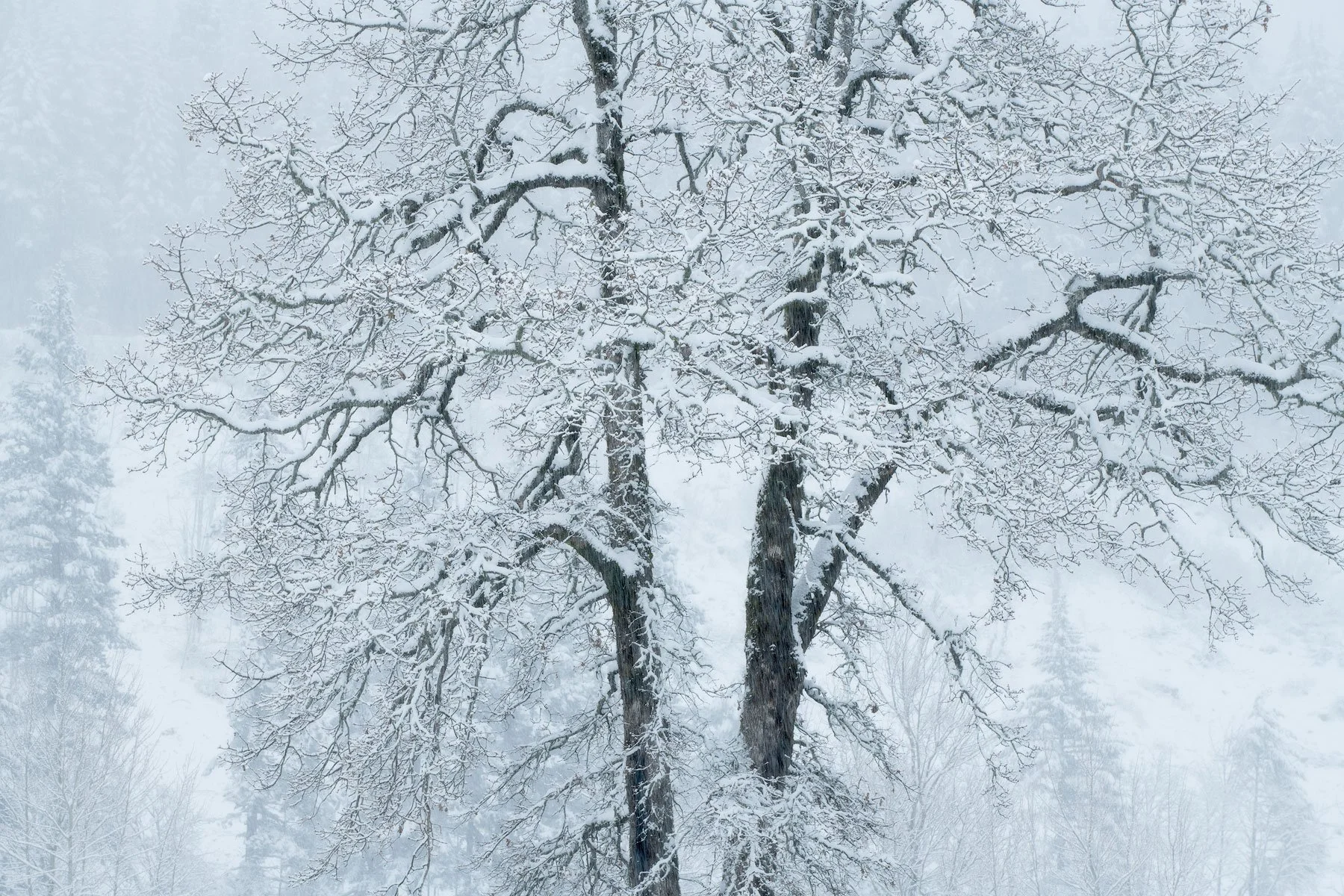 Dendrites
