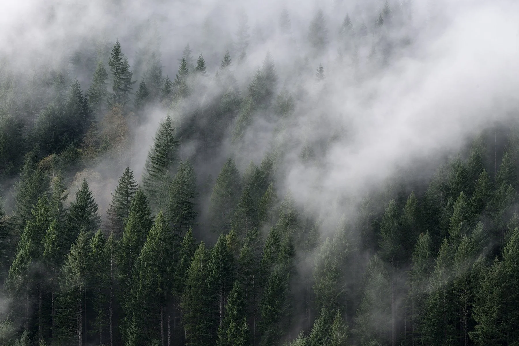 Forest Sweep
