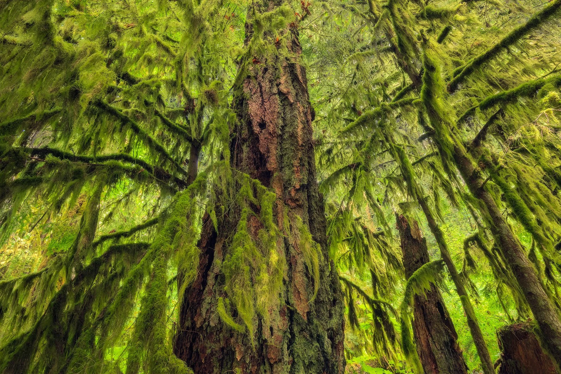 The Green Wall