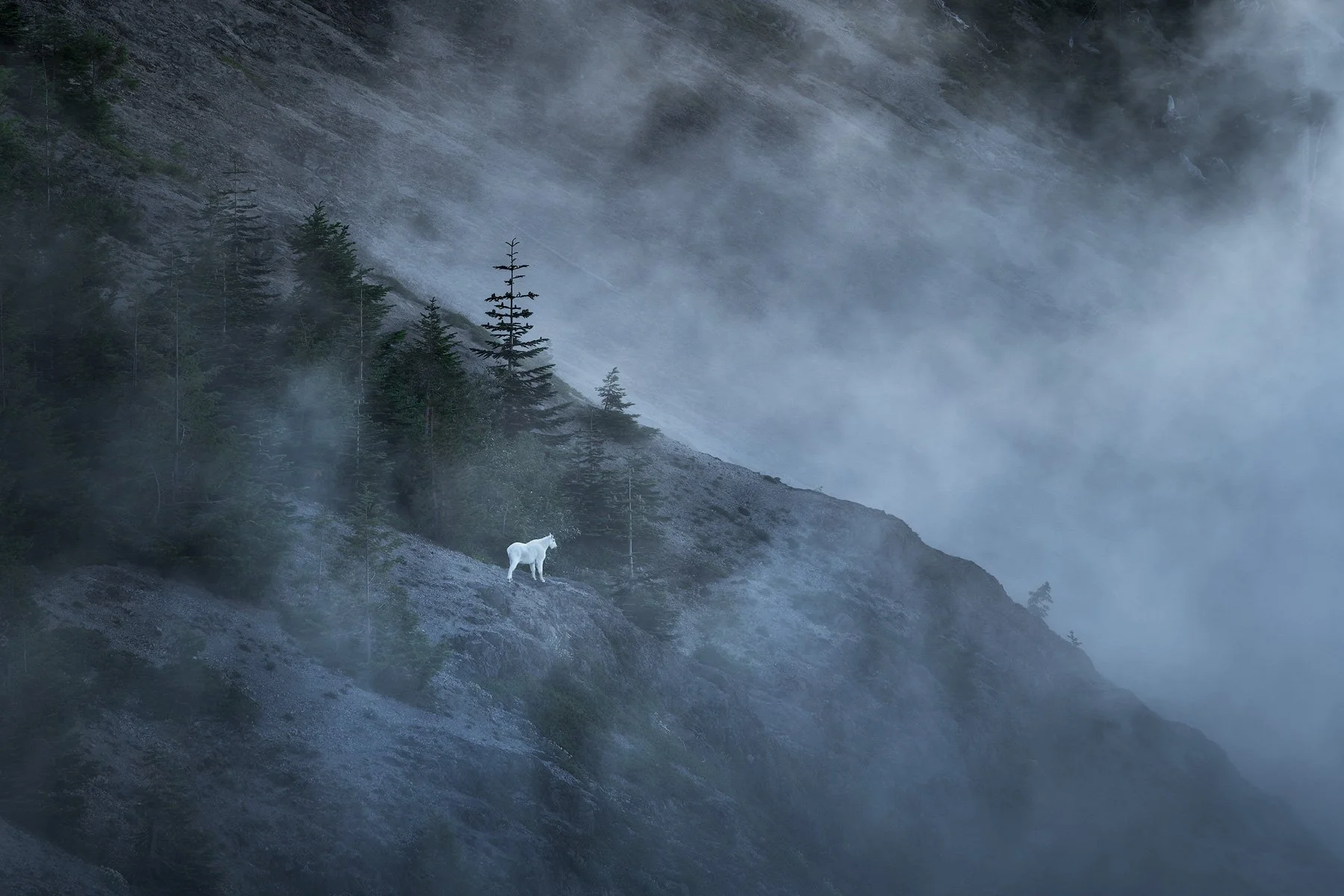 Spirit-Animal-FInal-1800.jpg