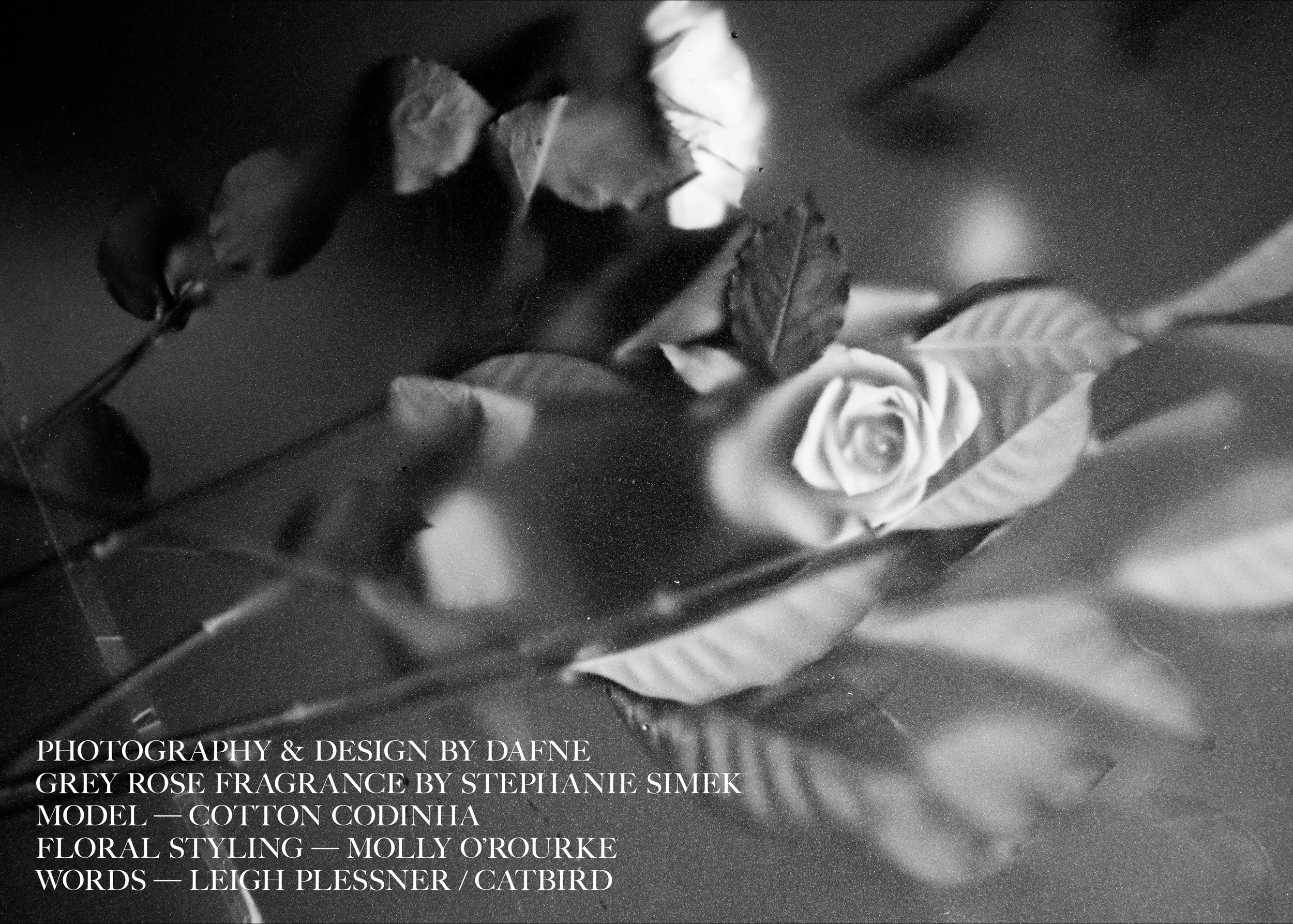 dafne-grey-rose-final-img5.jpg