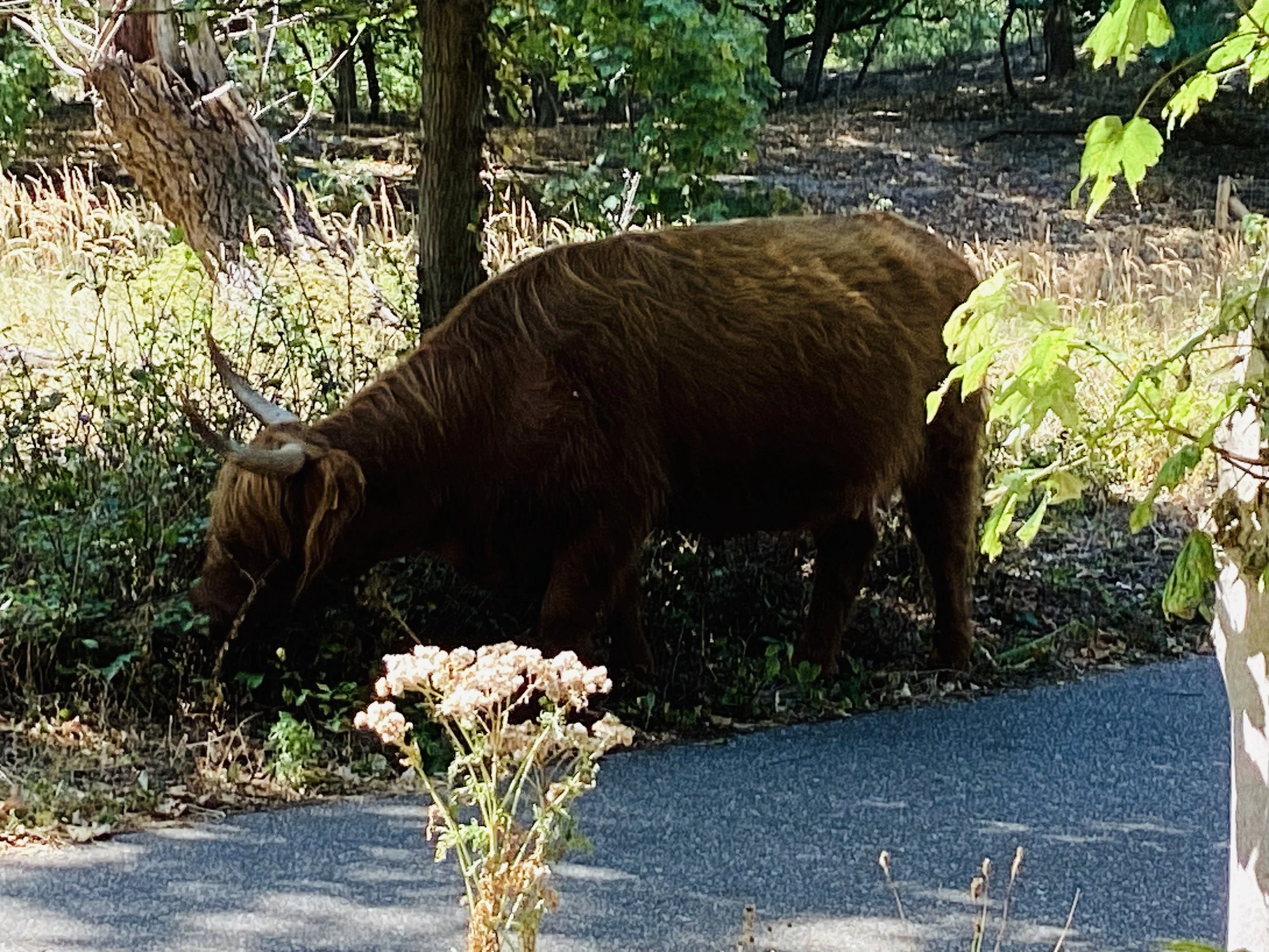 Long Haired Cow on Dune