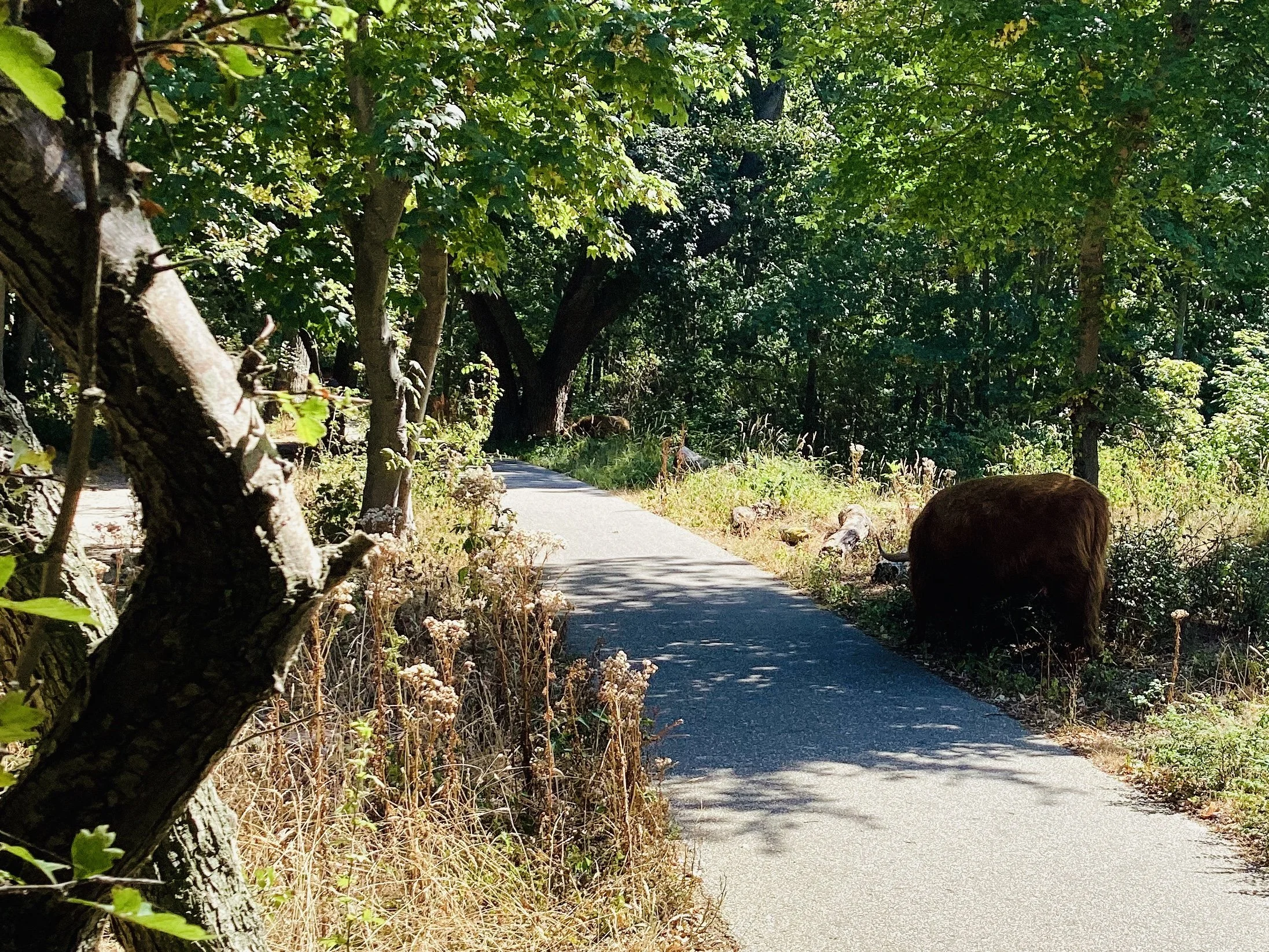 Two Den Haag Cows Grazing 