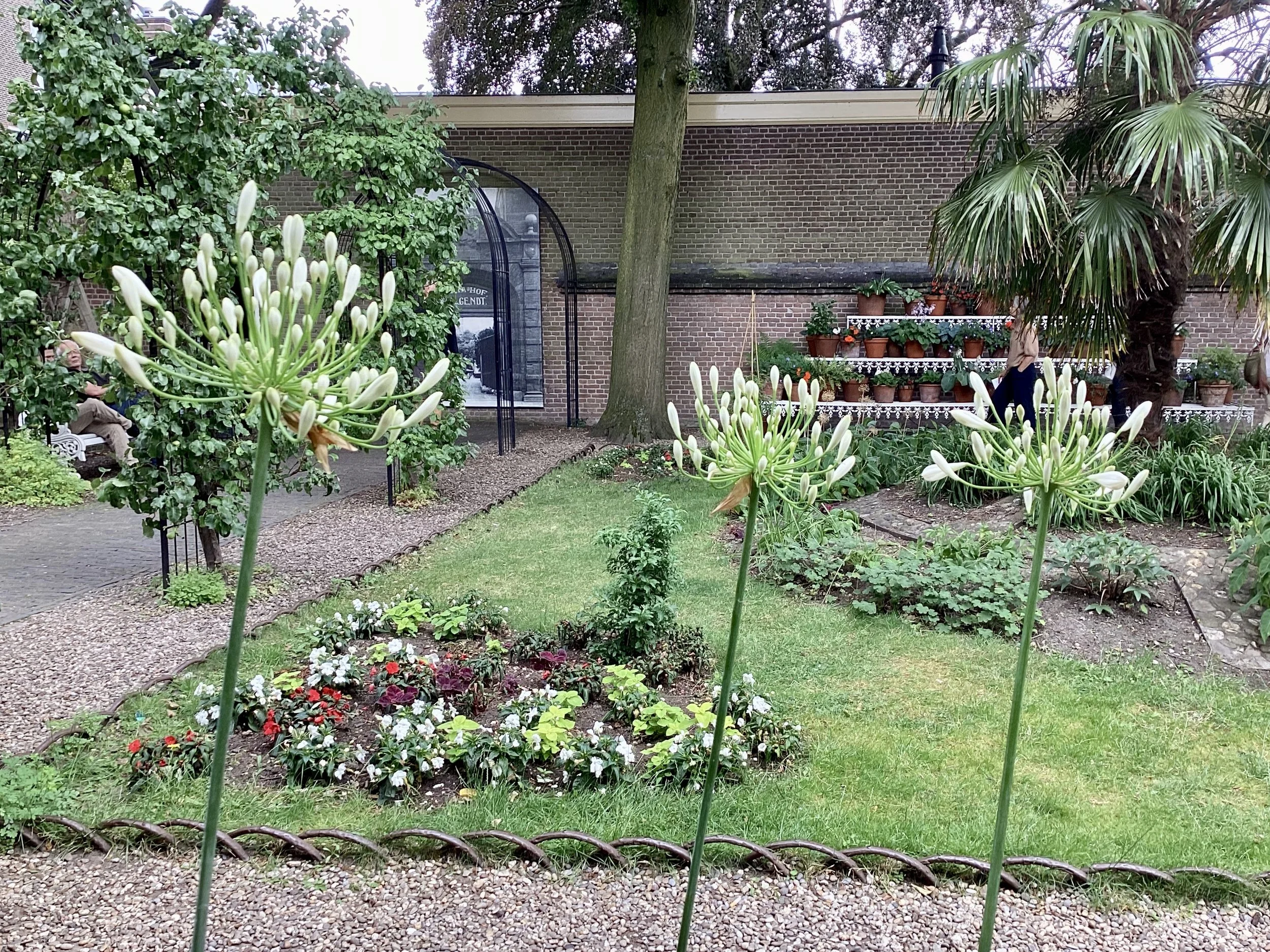 A snapshot of the hidden garden known as Flora's Hof, in Utrecht, showing blooming agapanthus, palms and lush foliage.