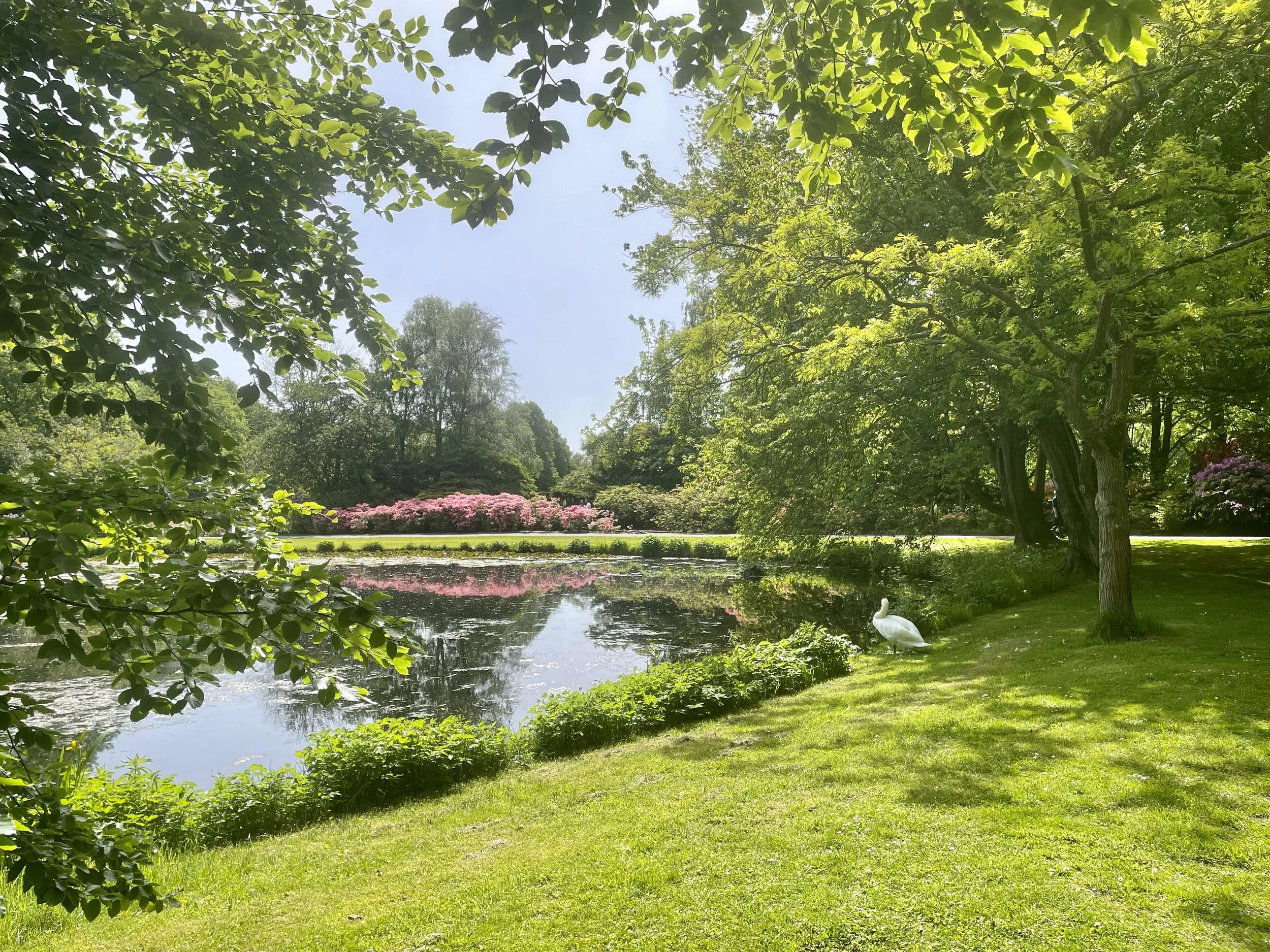 A visit to Clingendael, enjoying the walk around the lake of the grounds in Spring bloom, a swan resides overlooking the pastoral area.