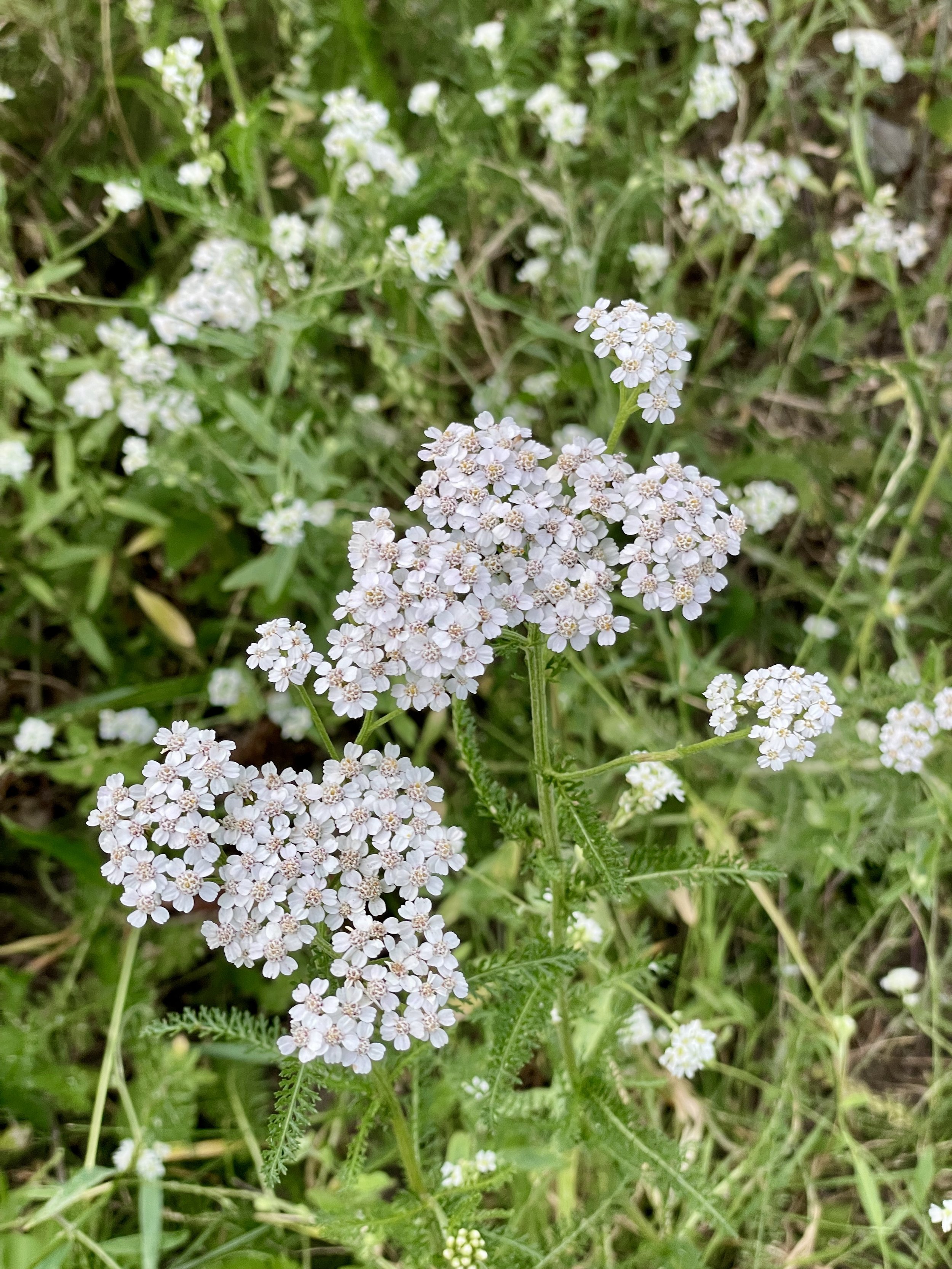 Utrecht's Singel canal side flowers  shows Queen Anne's Lace in full force.