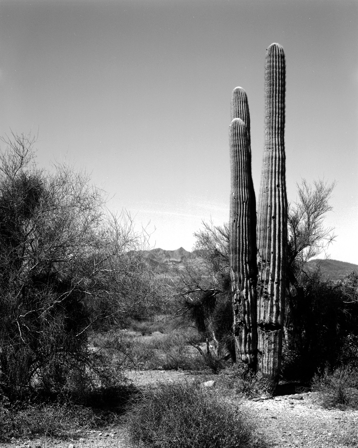 Saguaro2.jpg