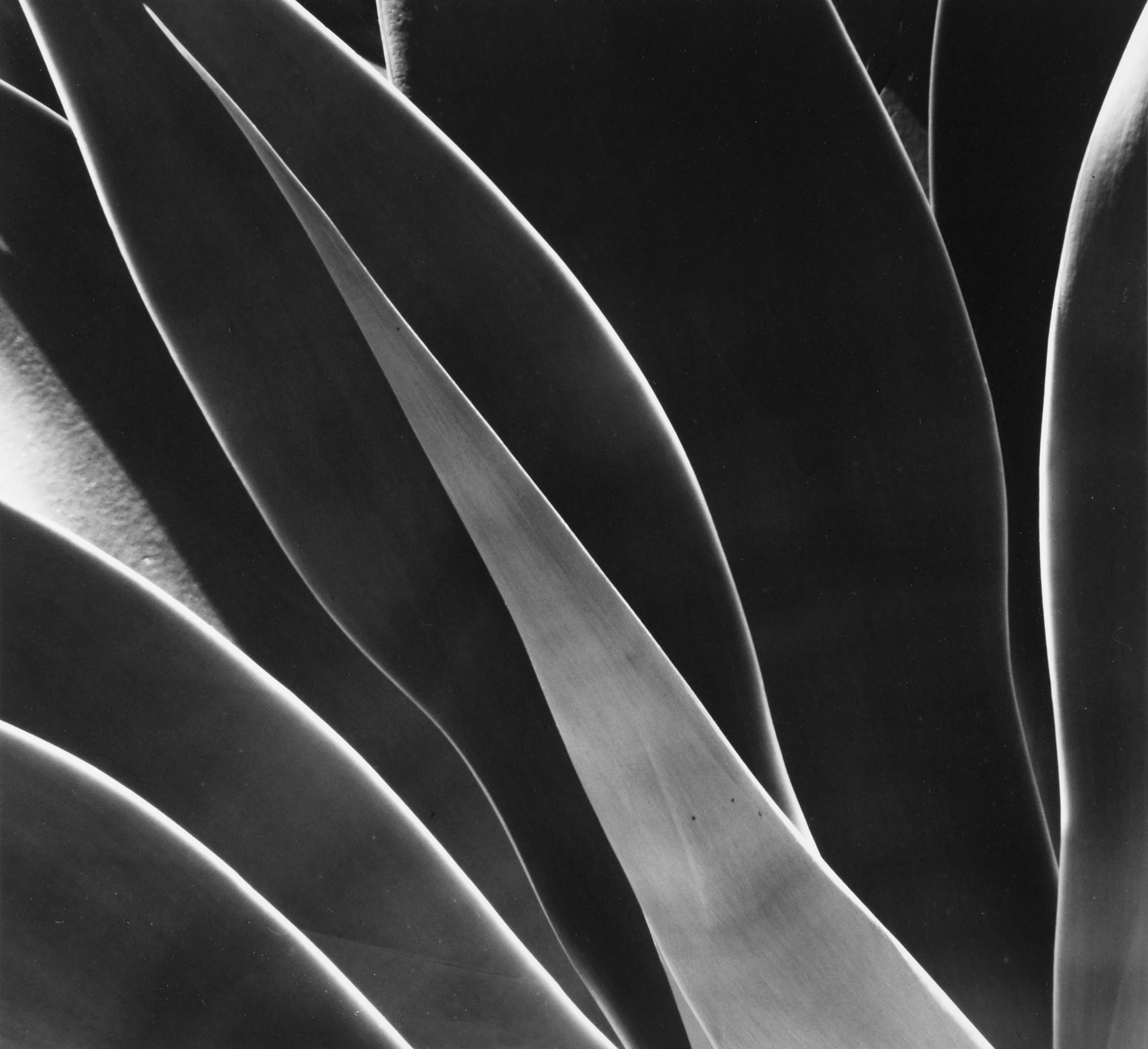 Agave #2, Pasadena, CA, 2015.jpg