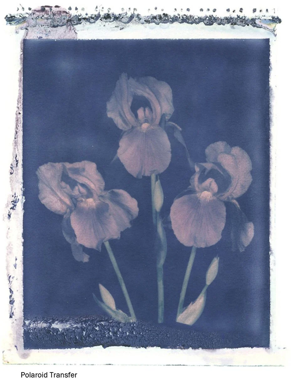 004 Iris Polaroid Transfer.jpg
