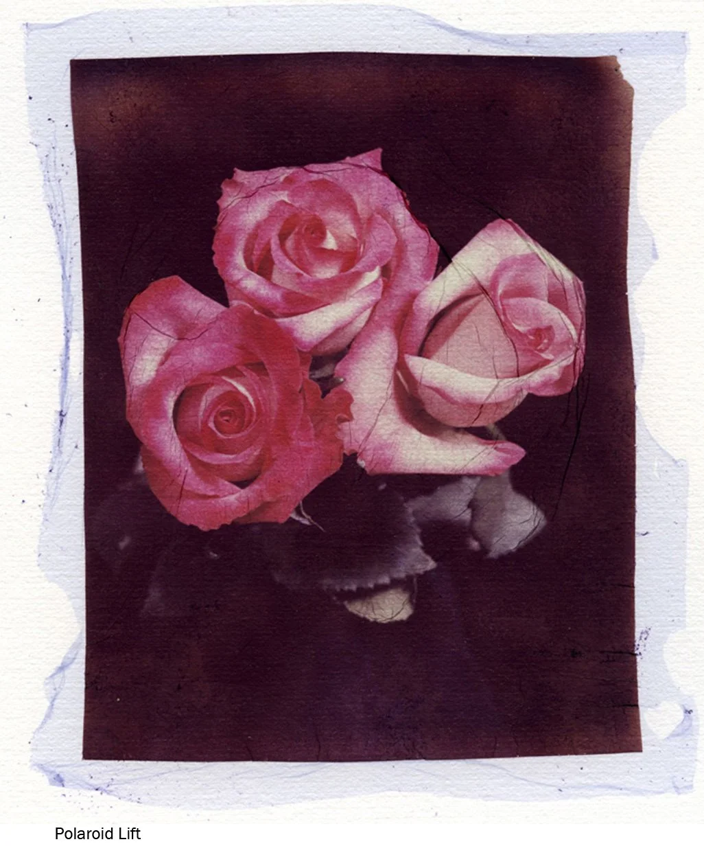 003 Roses Polaroid Lift (2).jpg