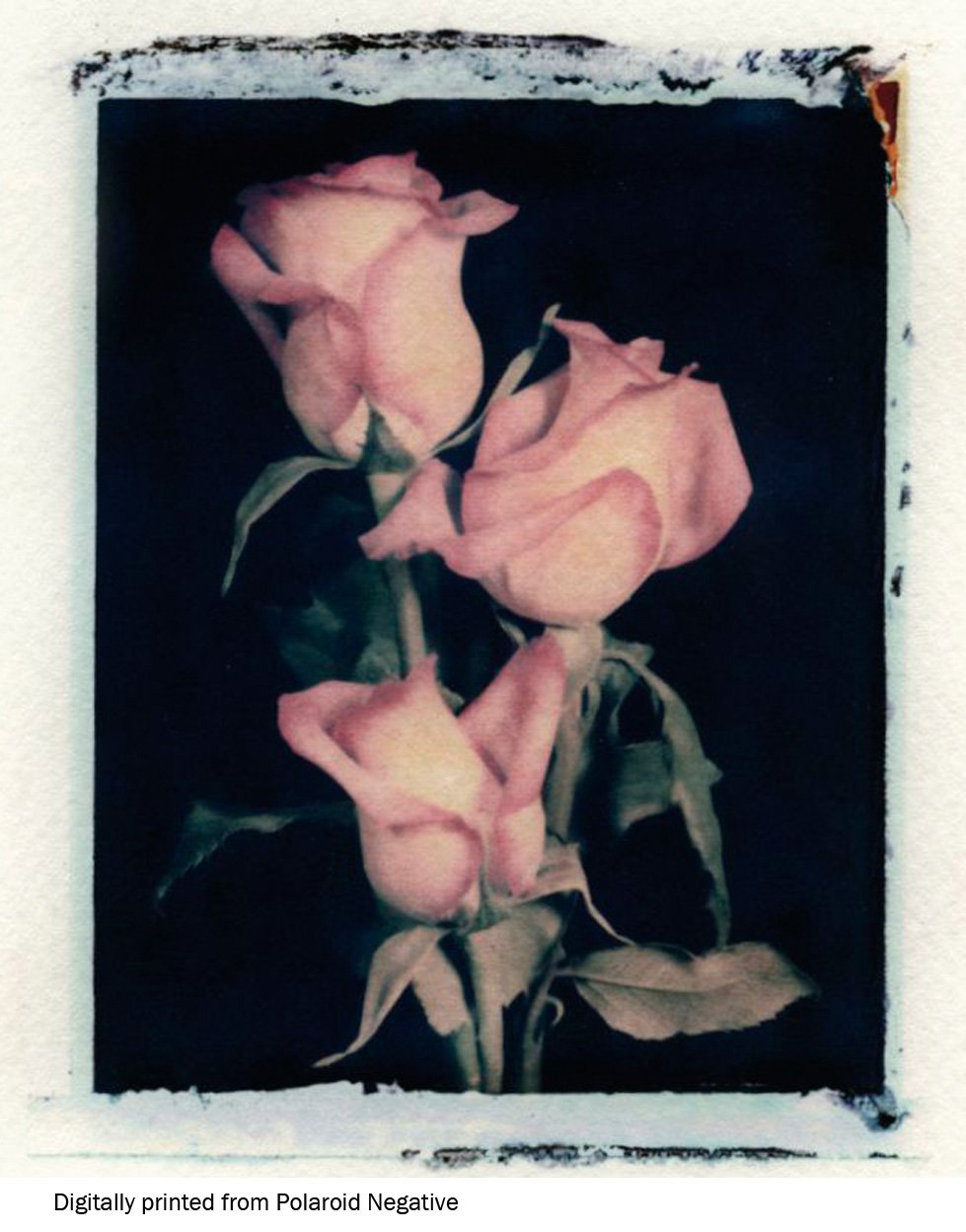 005 Pink Roses from scanned Polaroid Negative.jpg