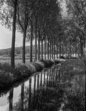 BLeibow_belgium trees2.jpg
